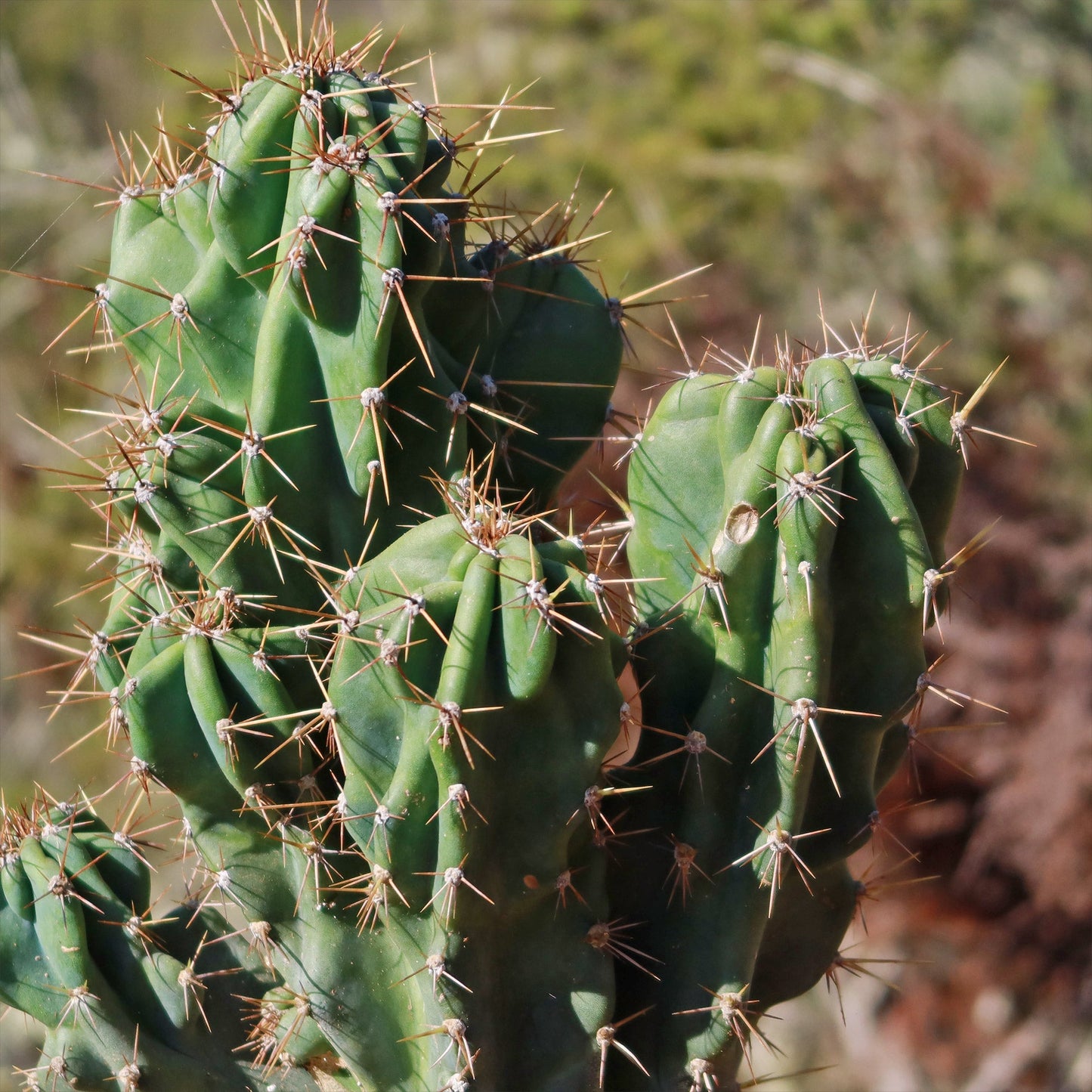 Monstrose Apple Cactus 'Cereus peruvianus monstrose'