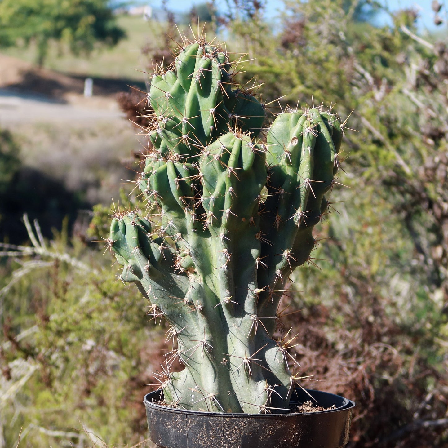 Monstrose Apple Cactus 'Cereus peruvianus monstrose'