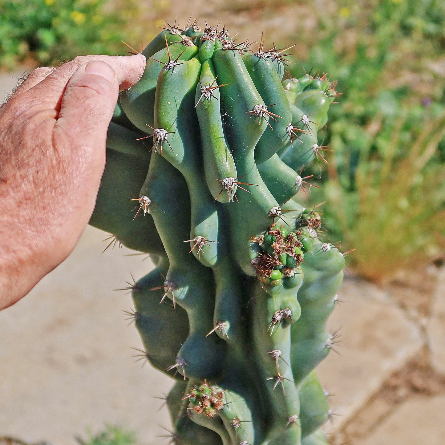 Monstrose Apple Cactus 'Cereus peruvianus monstrose'