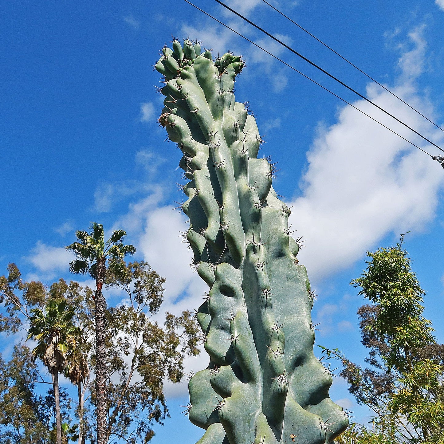 Monstrose Apple Cactus 'Cereus peruvianus monstrose'