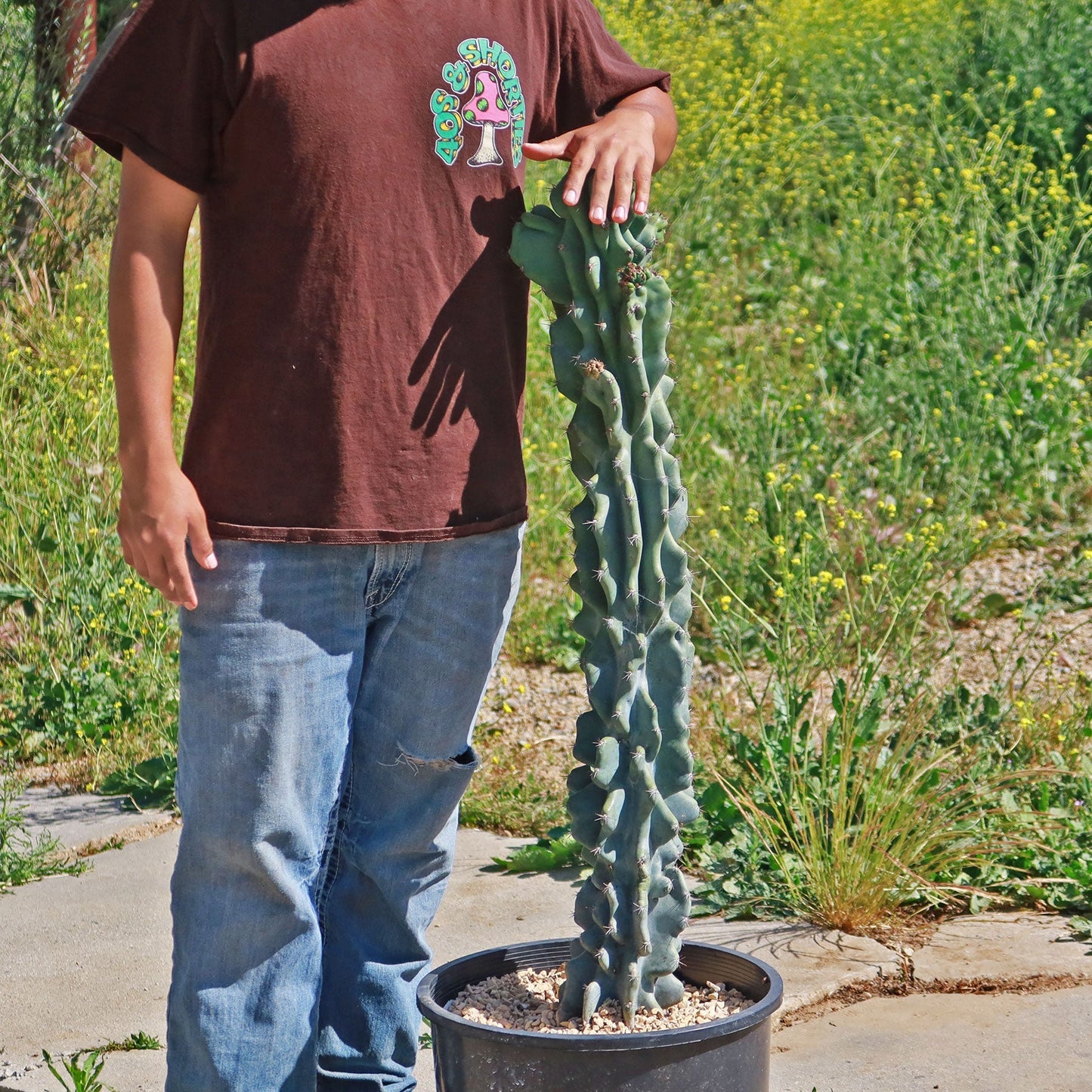 Monstrose Apple Cactus 'Cereus peruvianus monstrose'