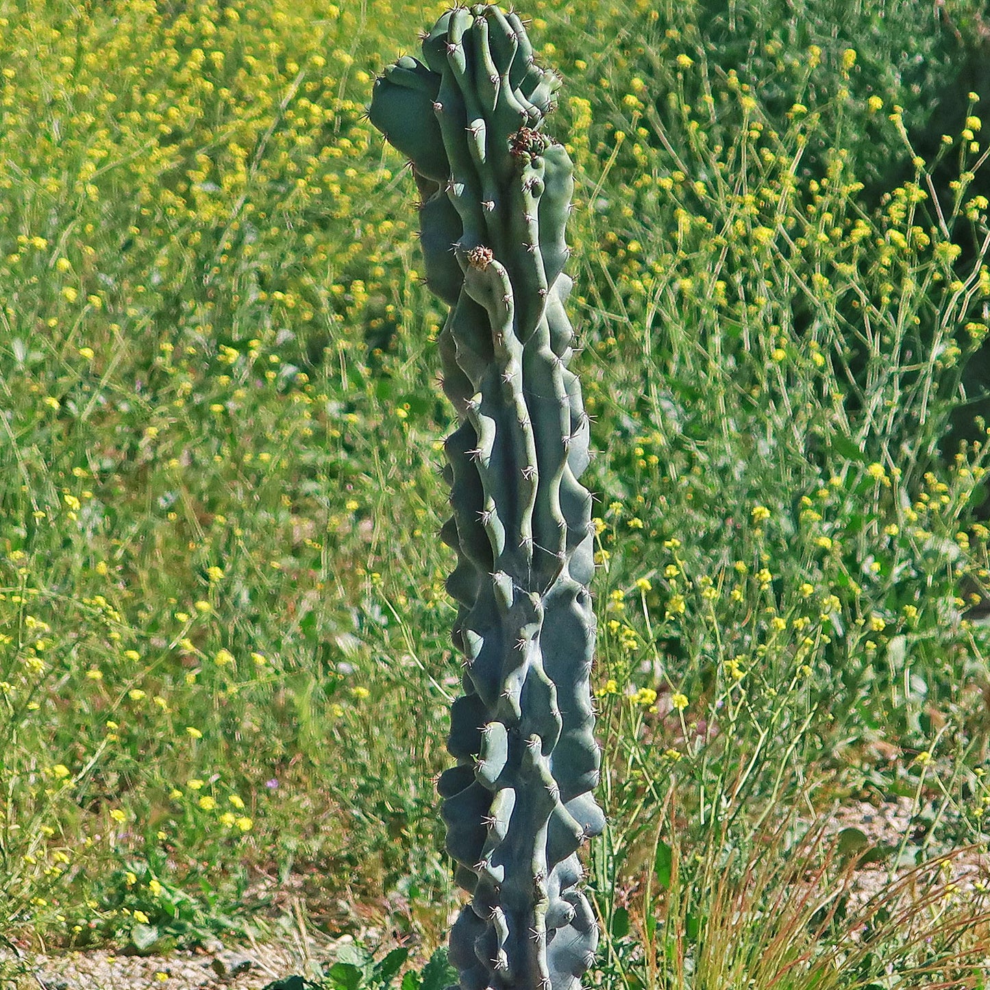 Monstrose Apple Cactus 'Cereus peruvianus monstrose'