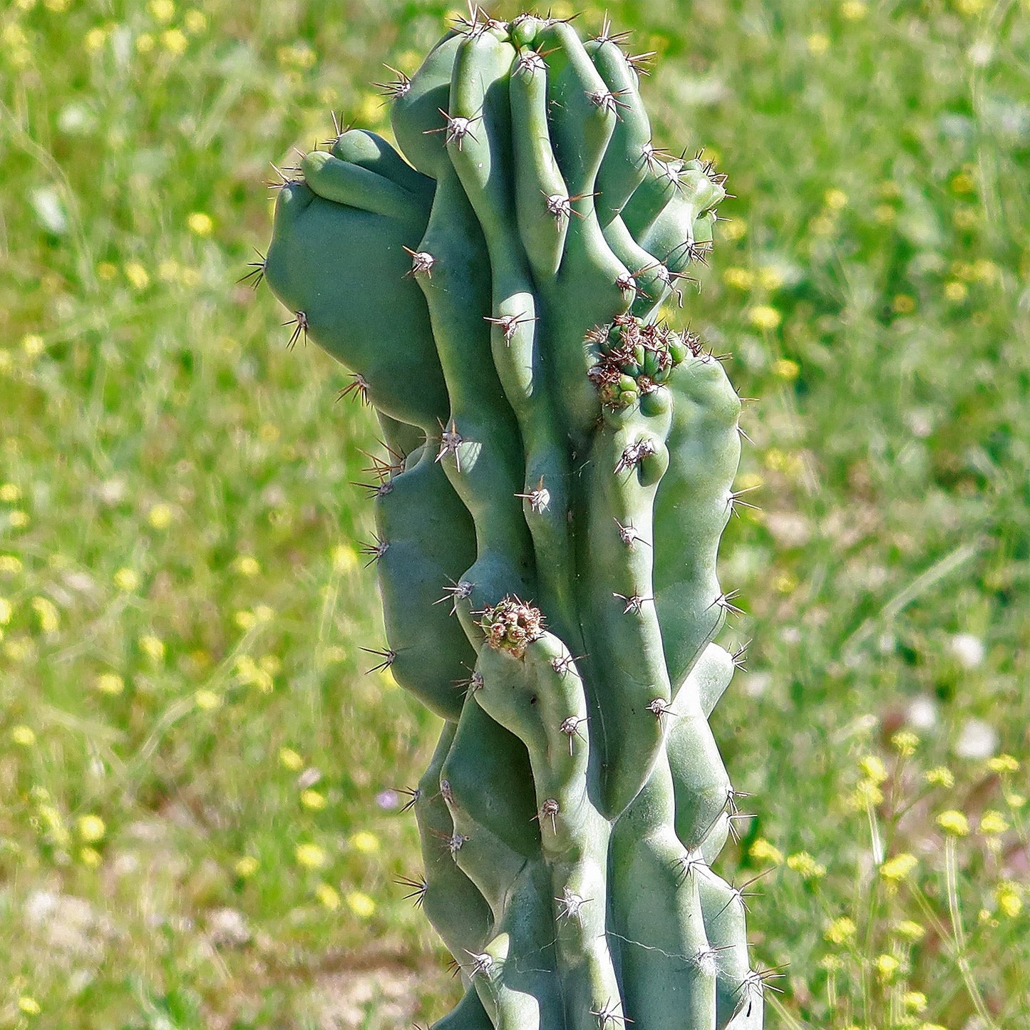 Monstrose Apple Cactus 'Cereus peruvianus monstrose'