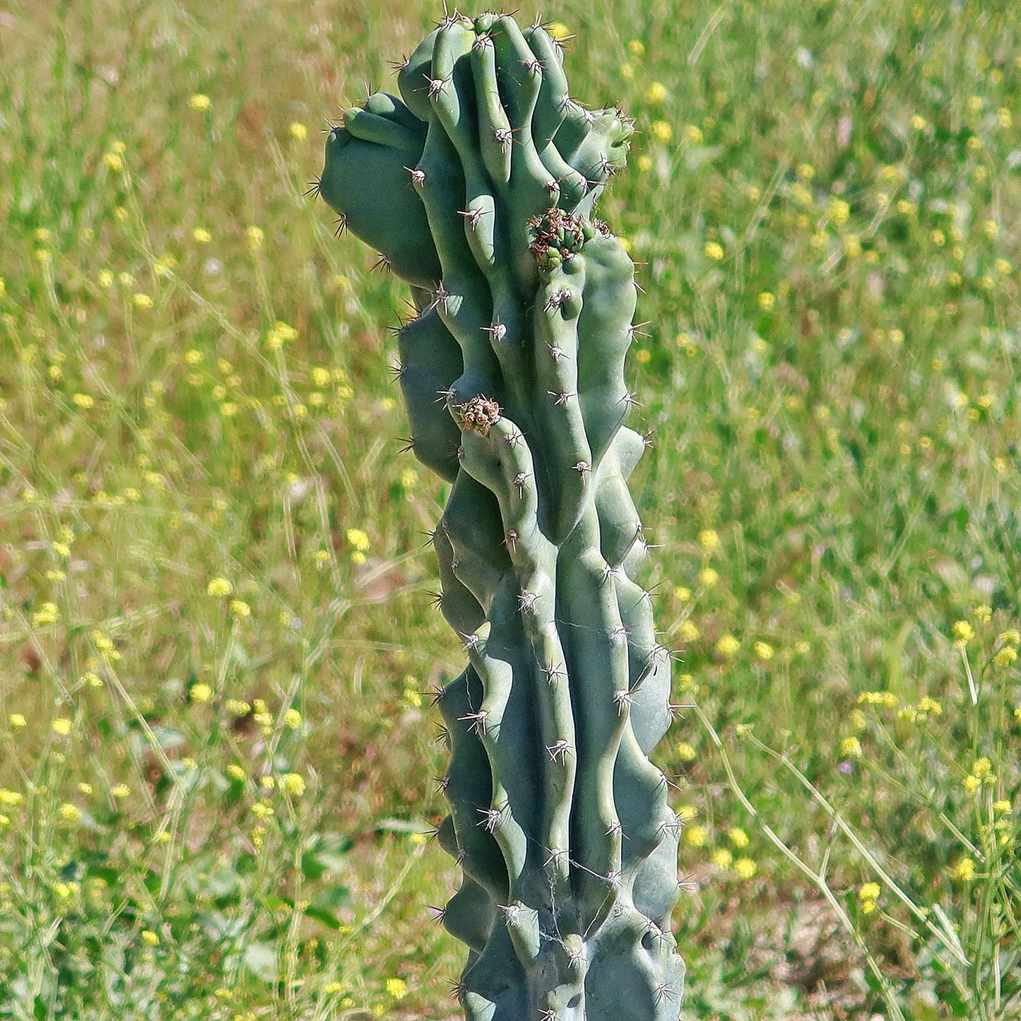 Monstrose Apple Cactus 'Cereus peruvianus monstrose'