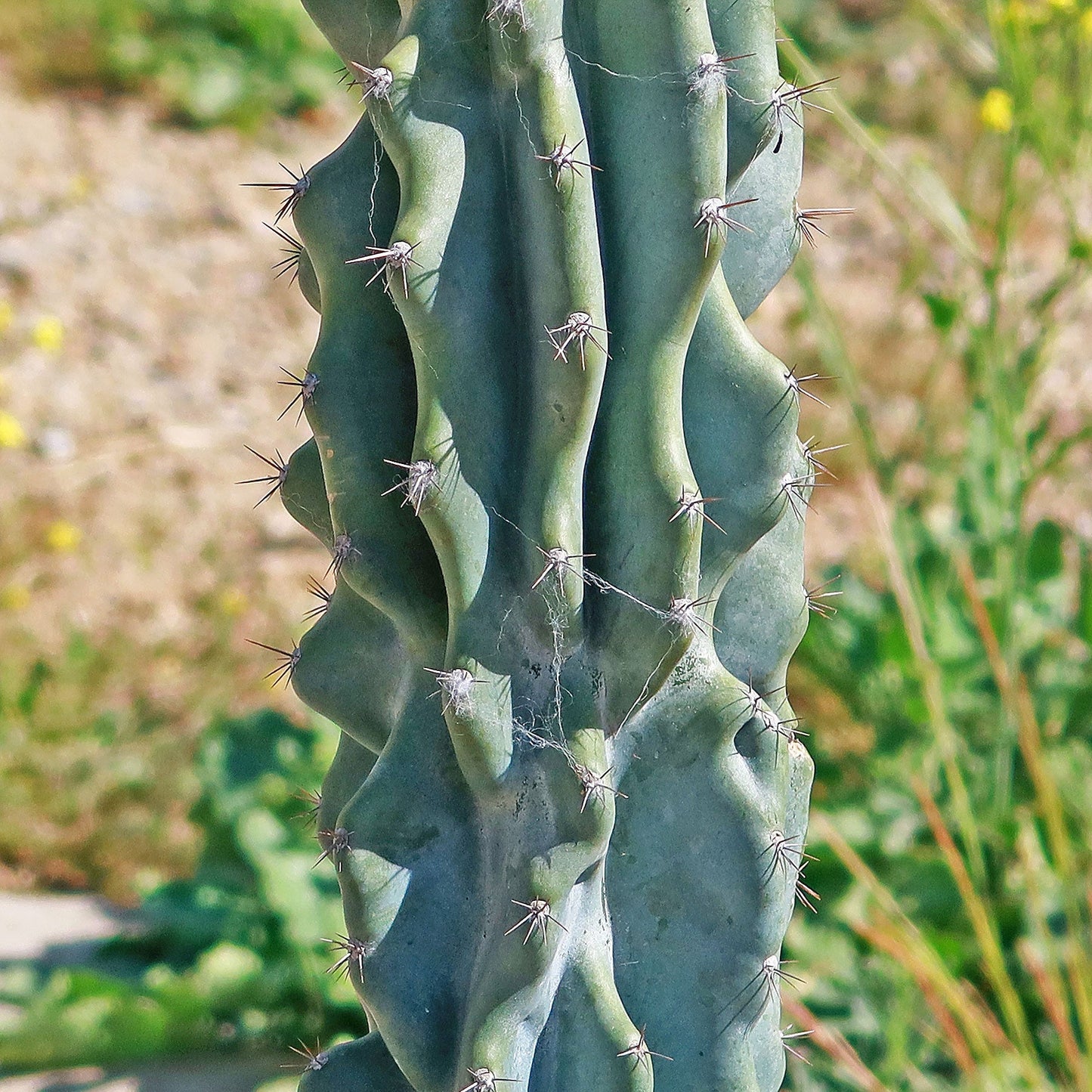 Monstrose Apple Cactus 'Cereus peruvianus monstrose'