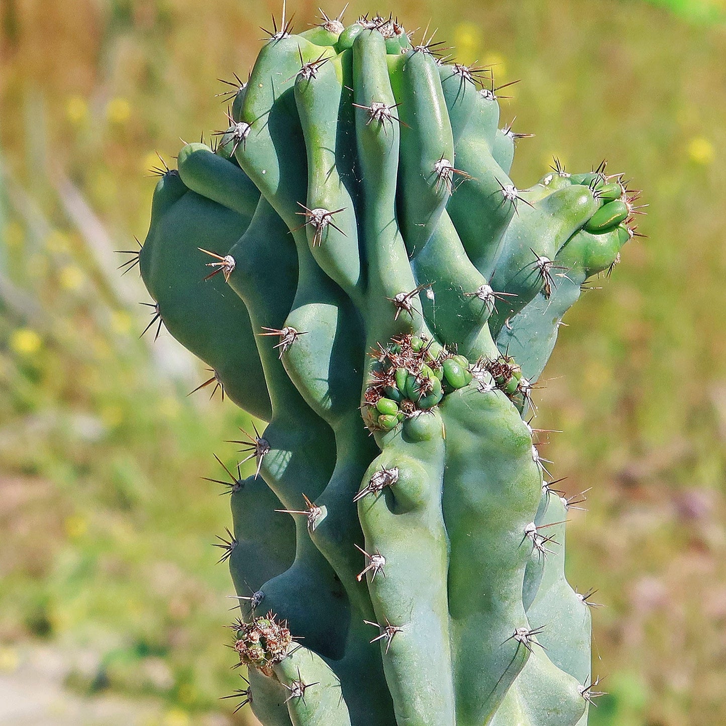 Monstrose Apple Cactus 'Cereus peruvianus monstrose'