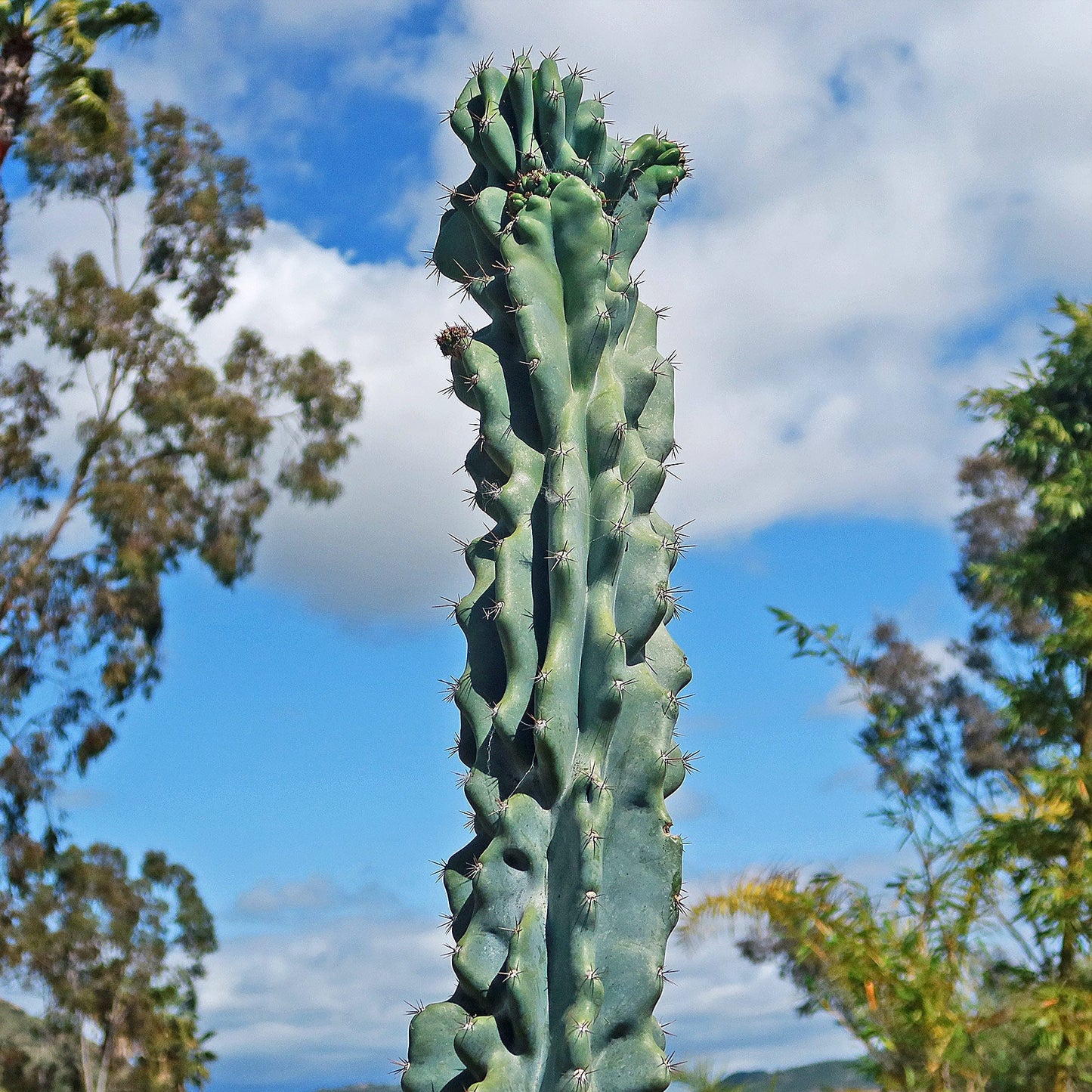 Monstrose Apple Cactus 'Cereus peruvianus monstrose'