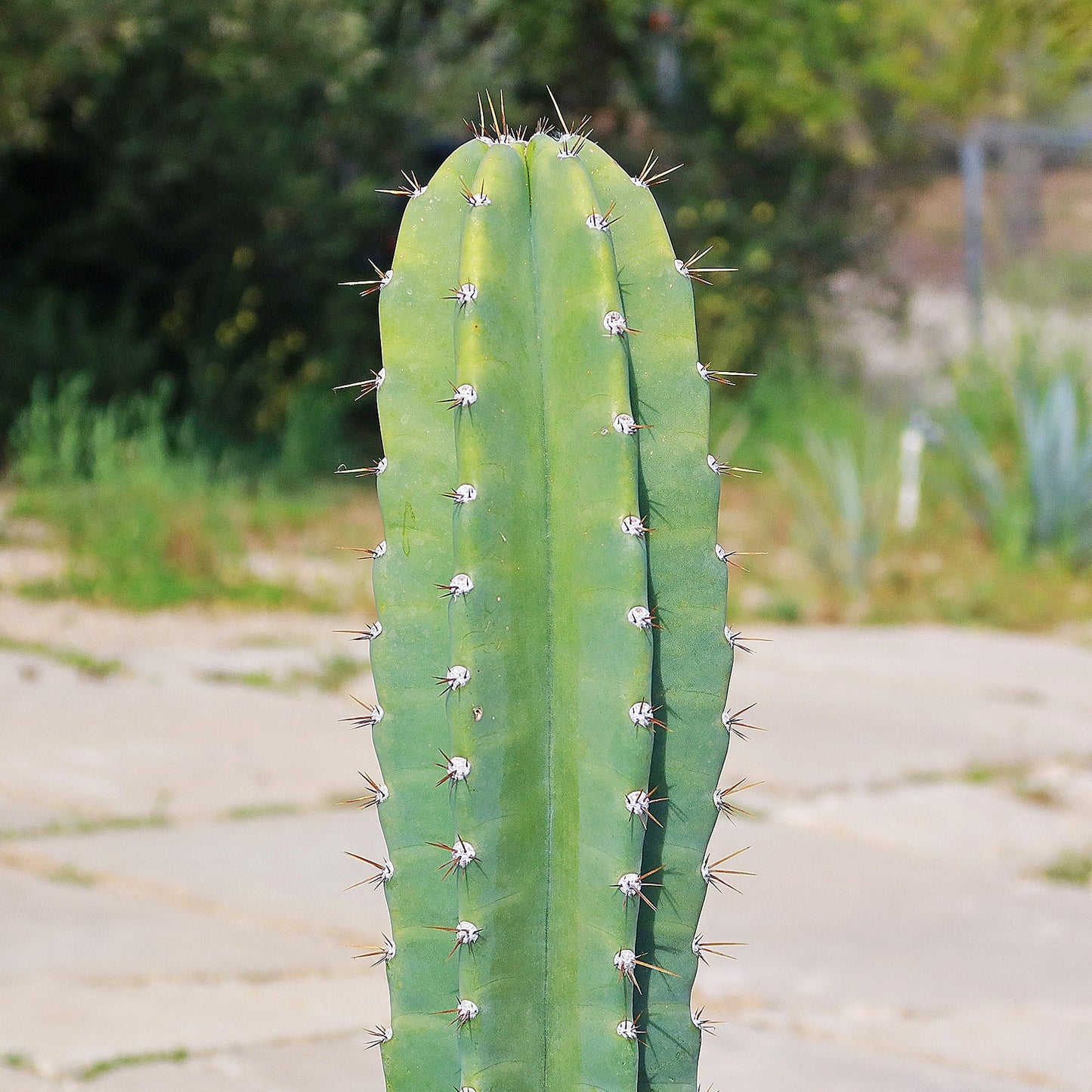 Hedge Cactus – Cereus hildmannianus