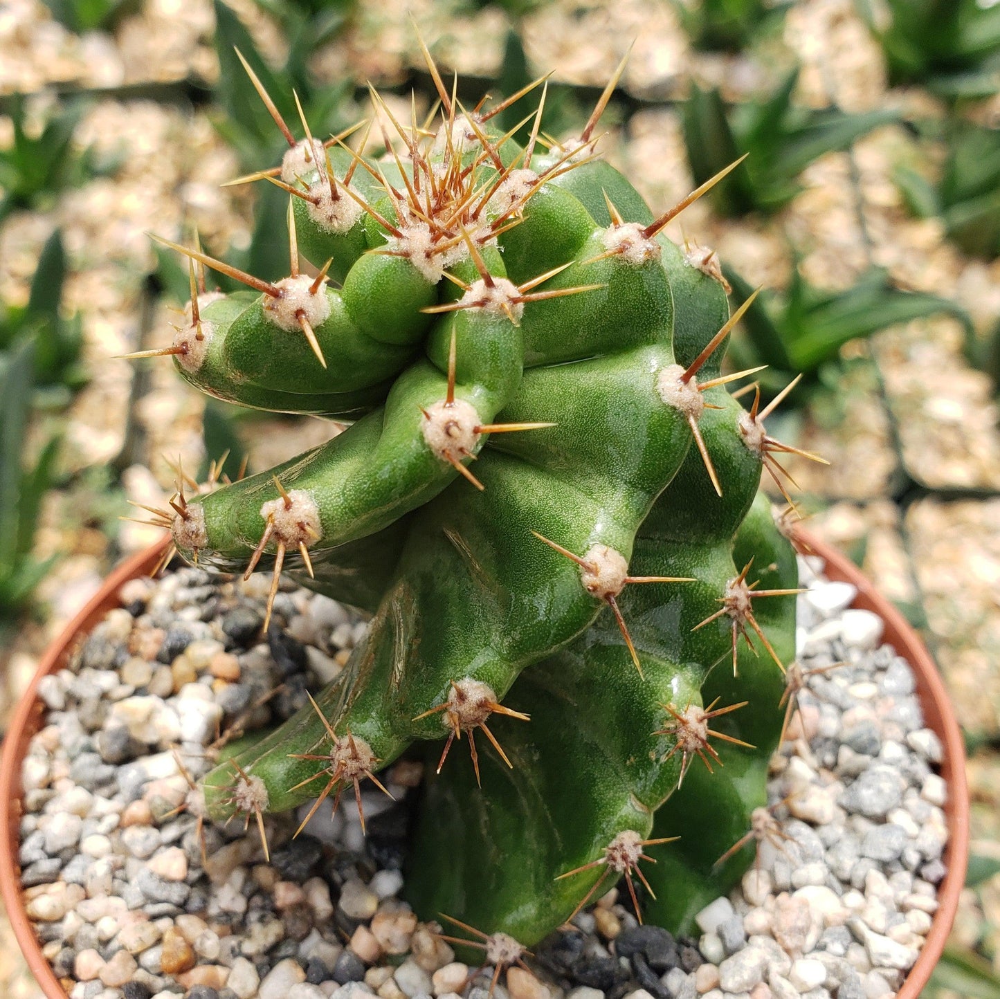Spiral Cactus - Cereus forbesii 'spiralis