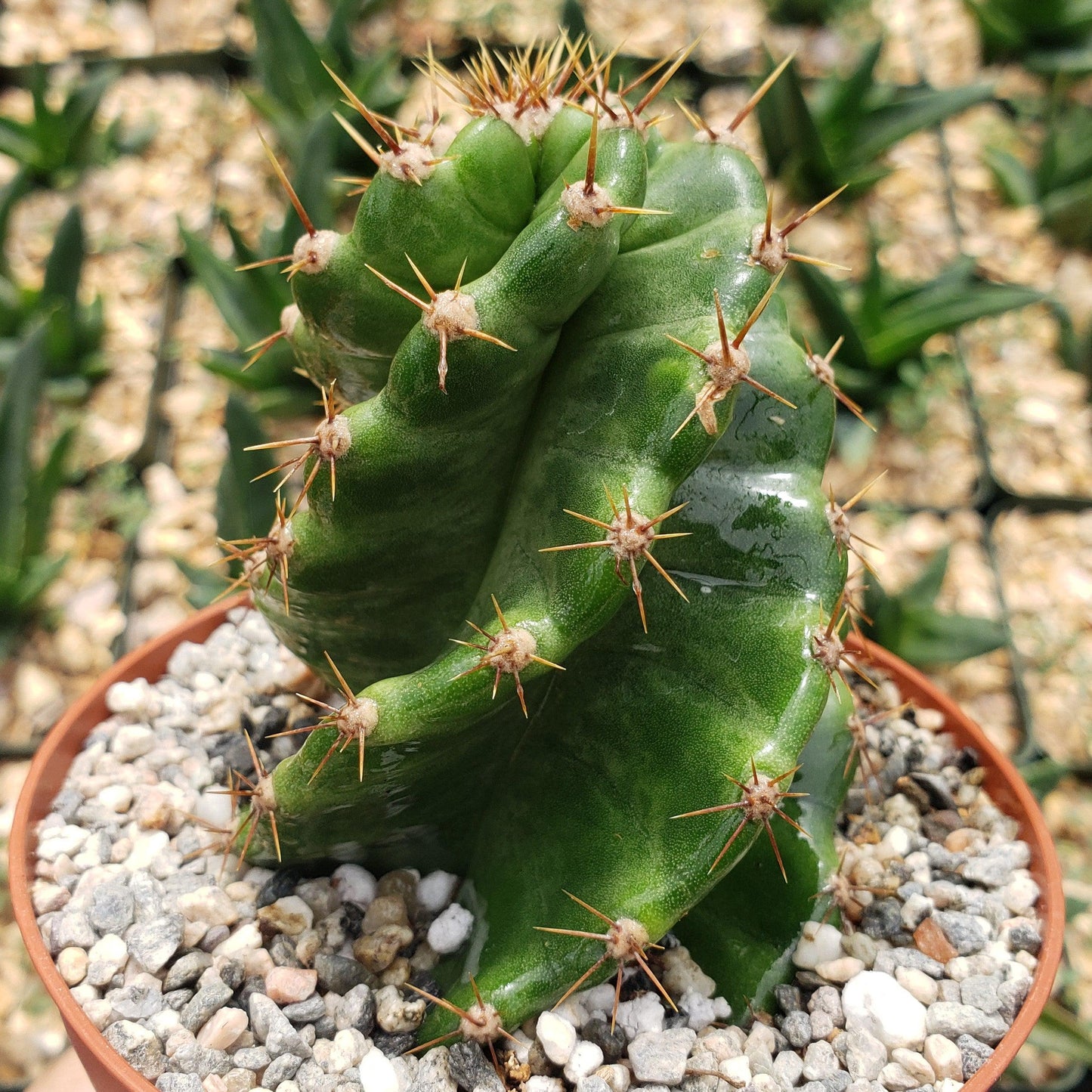 Spiral Cactus - Cereus forbesii 'spiralis