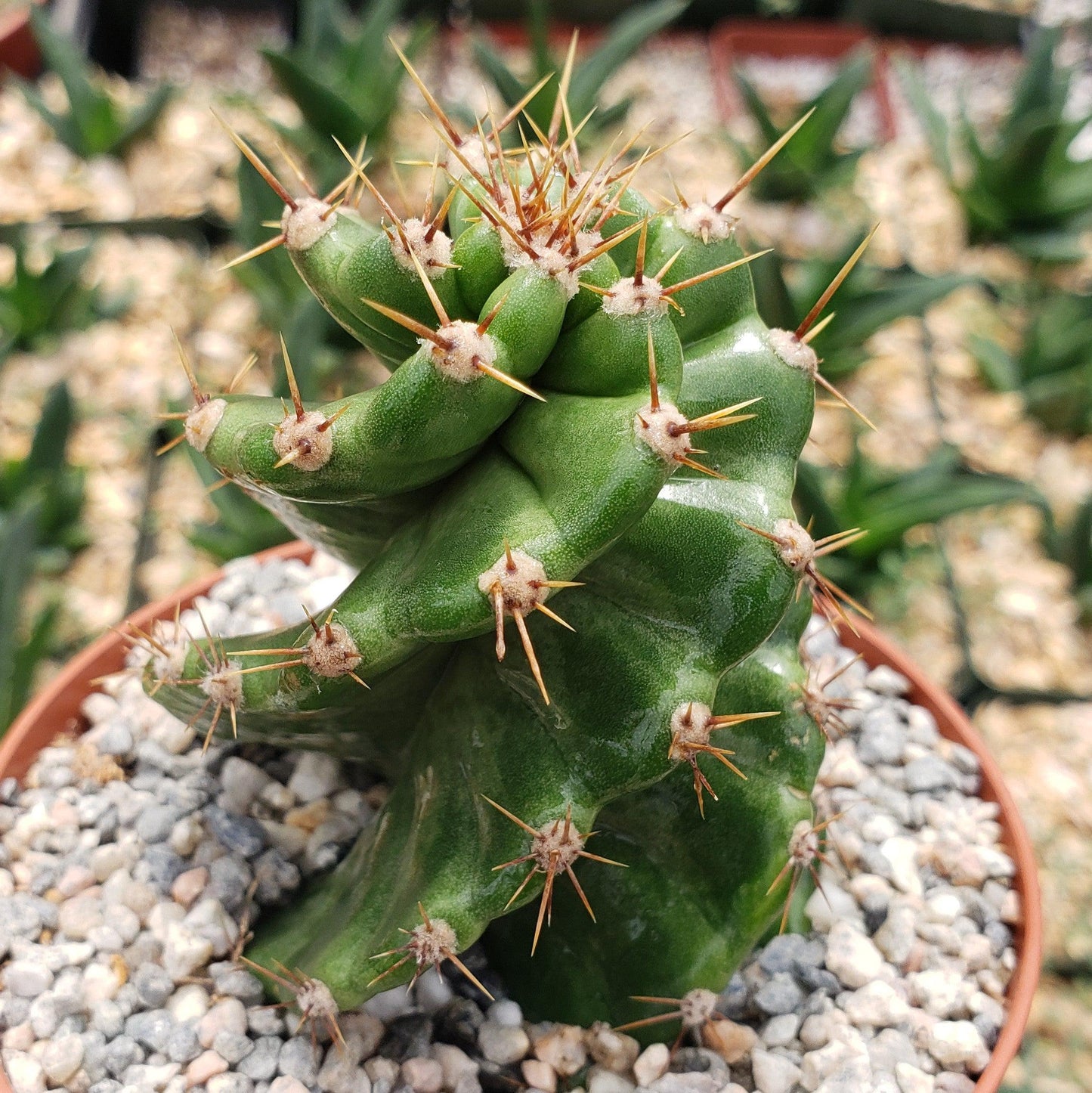 Spiral Cactus - Cereus forbesii 'spiralis
