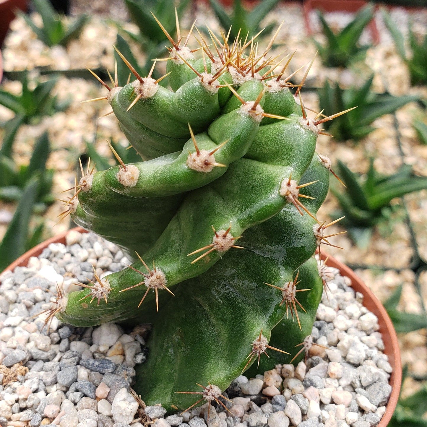 Spiral Cactus - Cereus forbesii 'spiralis