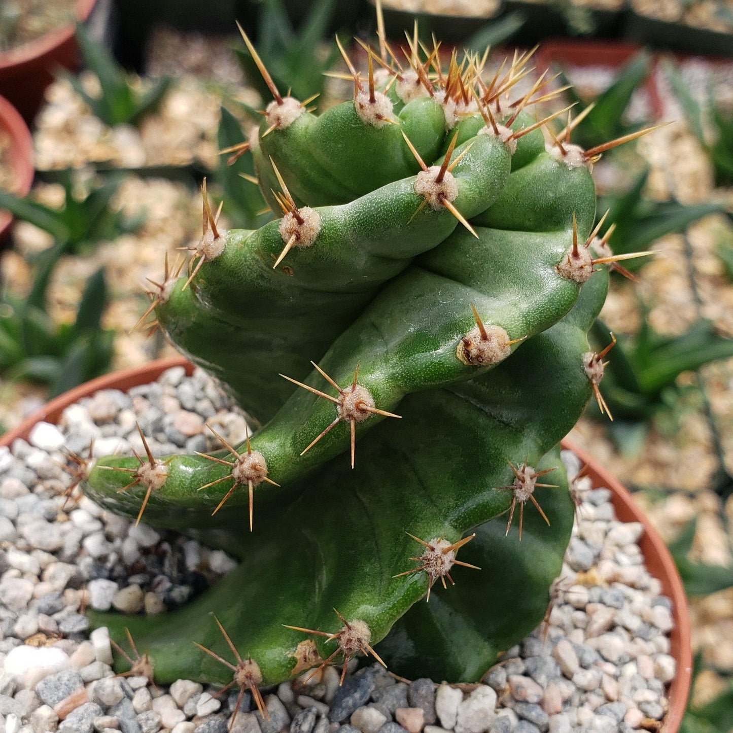 Spiral Cactus - Cereus forbesii 'spiralis