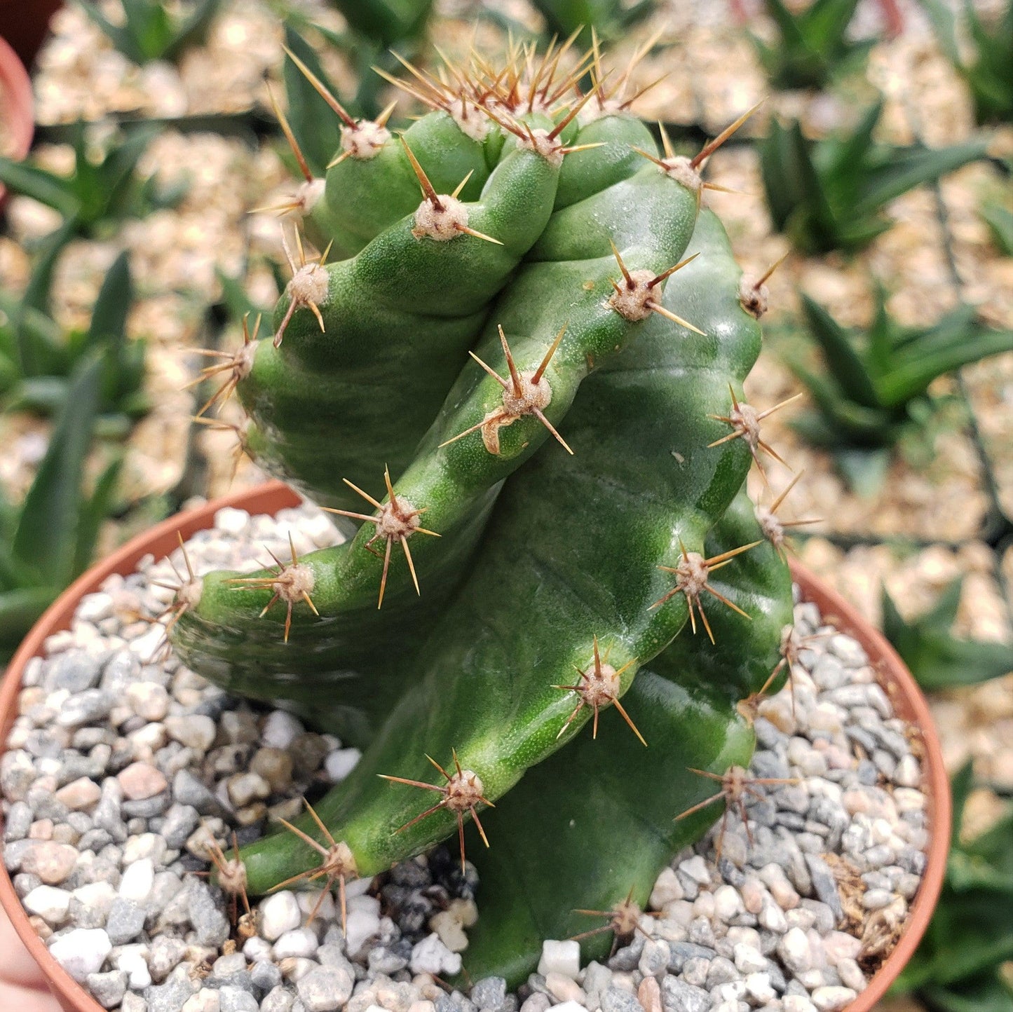 Spiral Cactus - Cereus forbesii 'spiralis