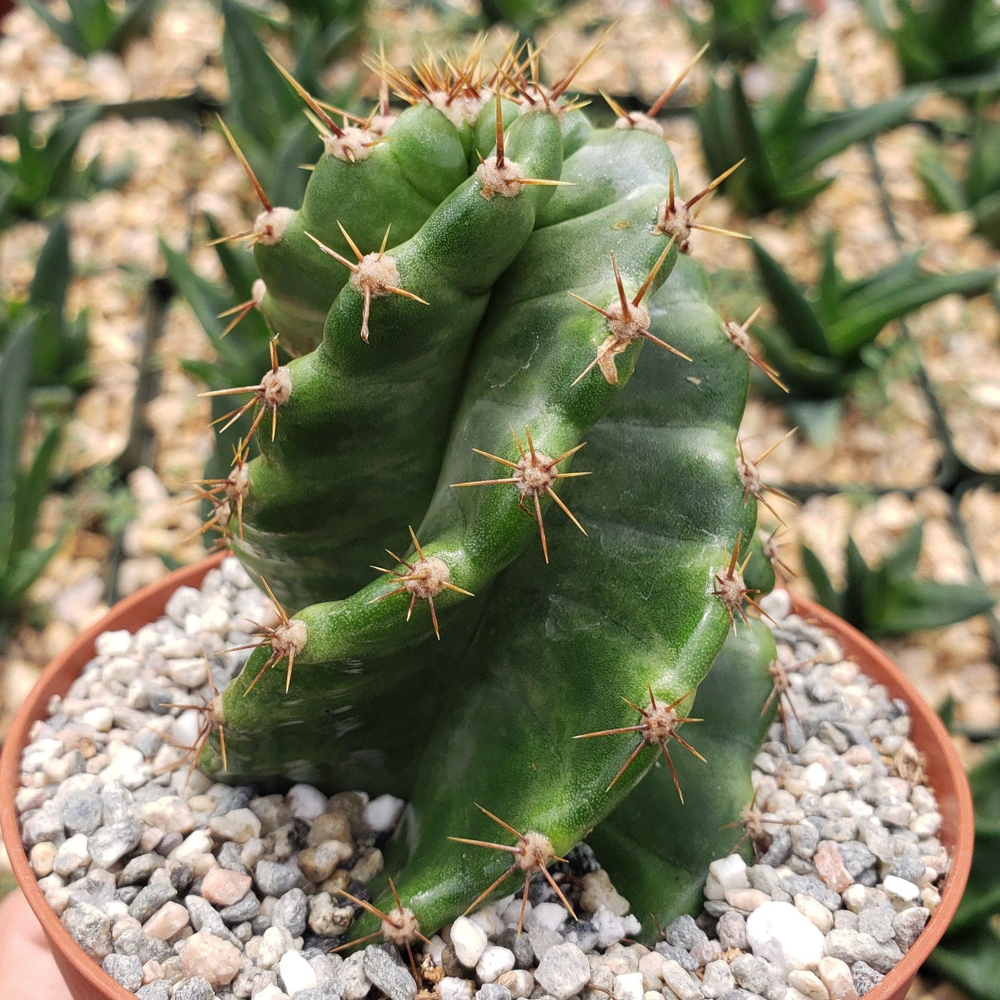 Spiral Cactus - Cereus forbesii 'spiralis