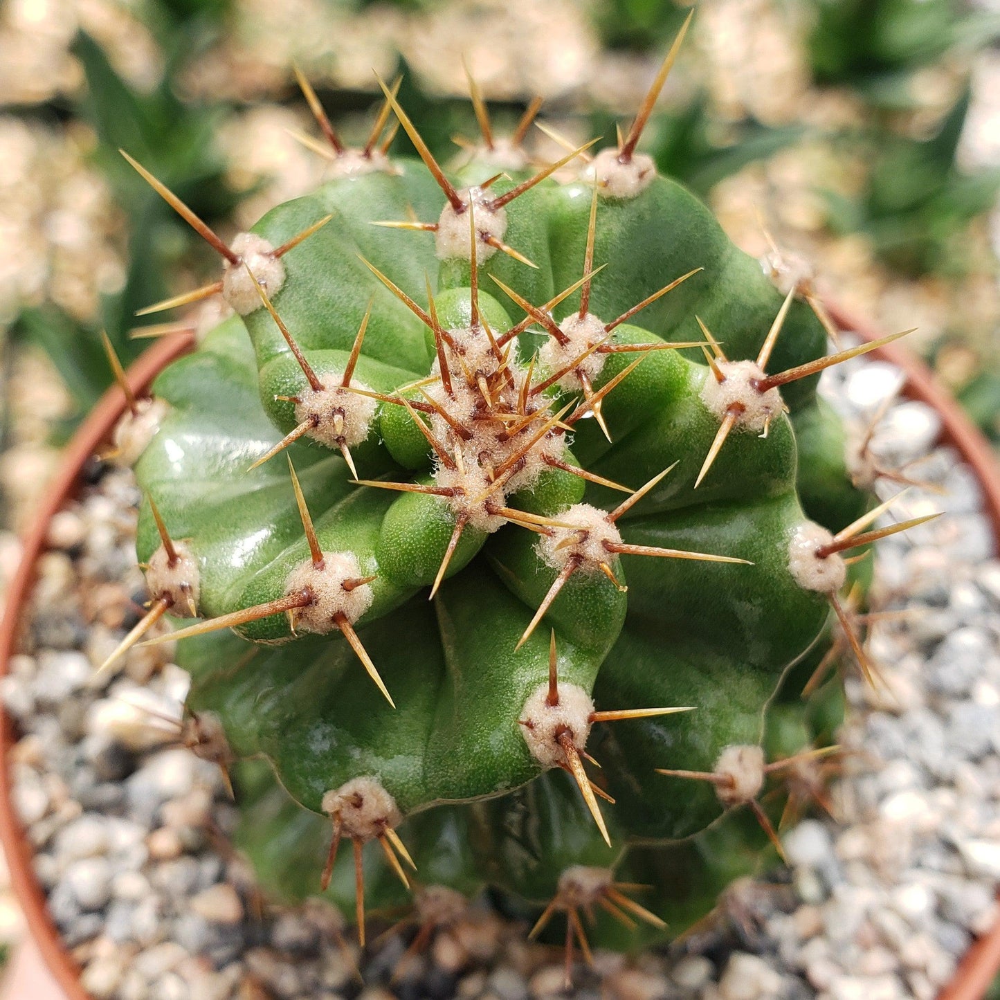 Spiral Cactus - Cereus forbesii 'spiralis