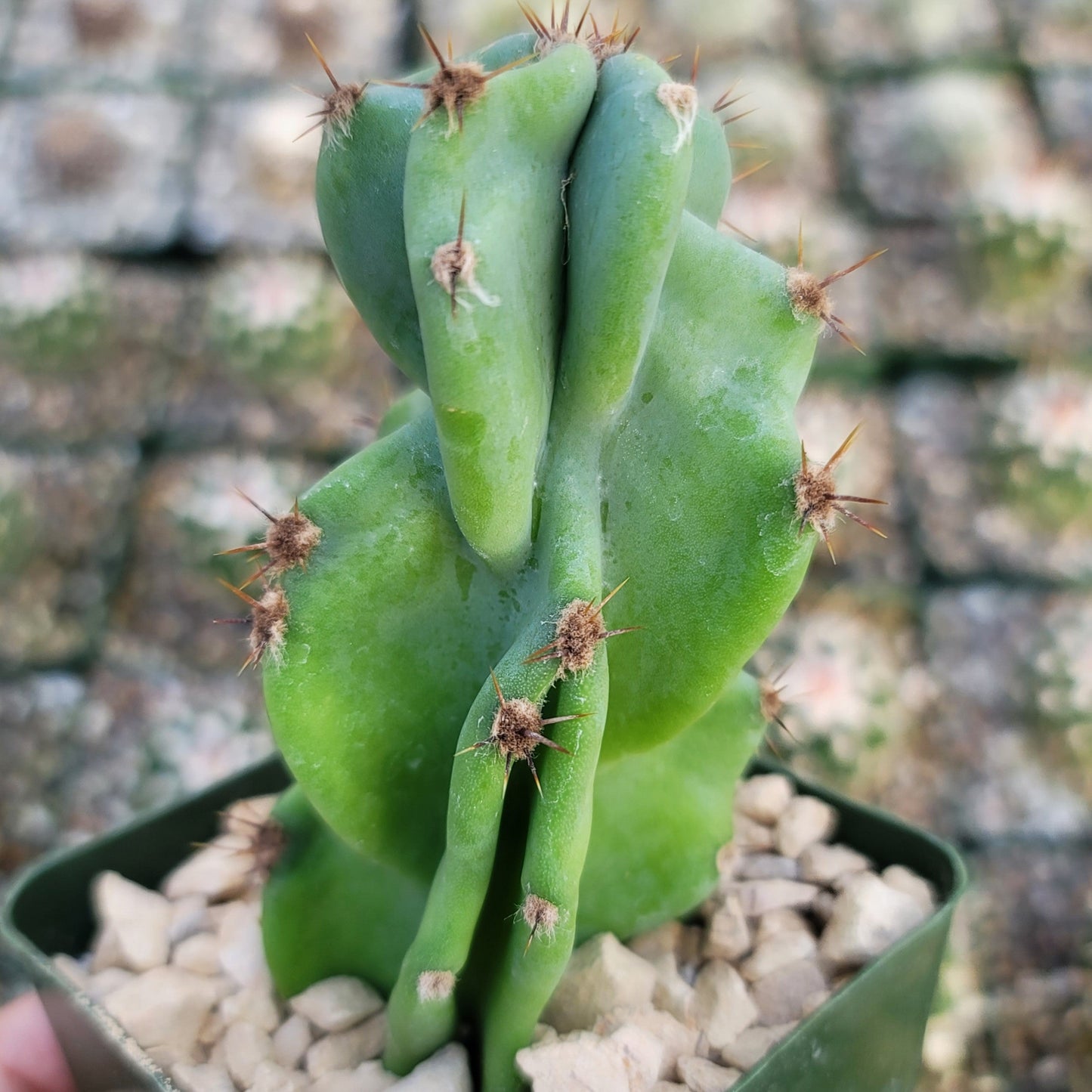 Monstrose Apple Cactus 'Cereus peruvianus monstrose'