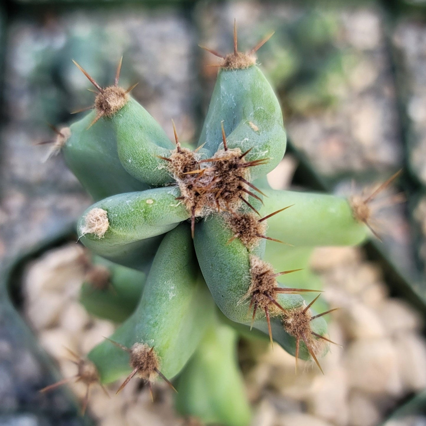 Monstrose Apple Cactus 'Cereus peruvianus monstrose'