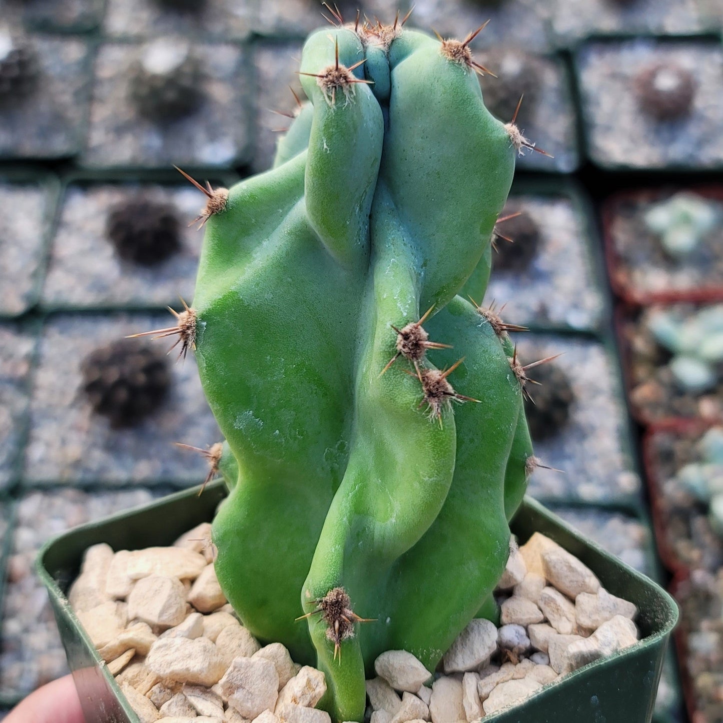 Monstrose Apple Cactus 'Cereus peruvianus monstrose'