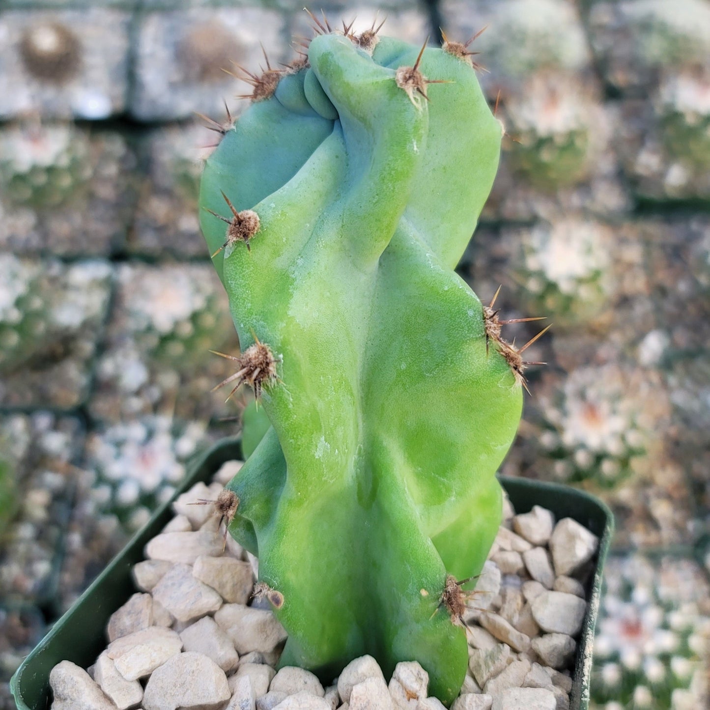 Monstrose Apple Cactus 'Cereus peruvianus monstrose'