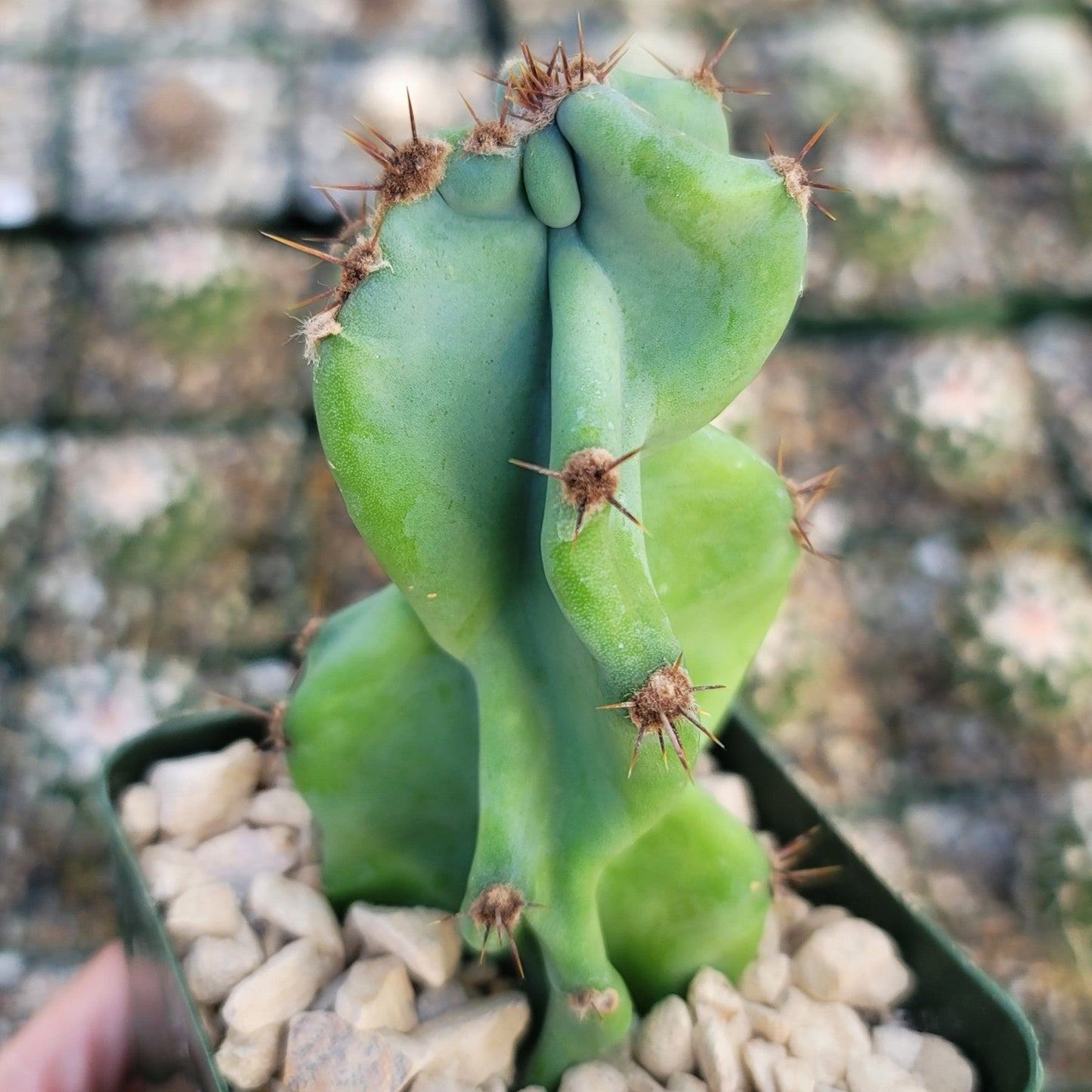 Monstrose Apple Cactus 'Cereus peruvianus monstrose'