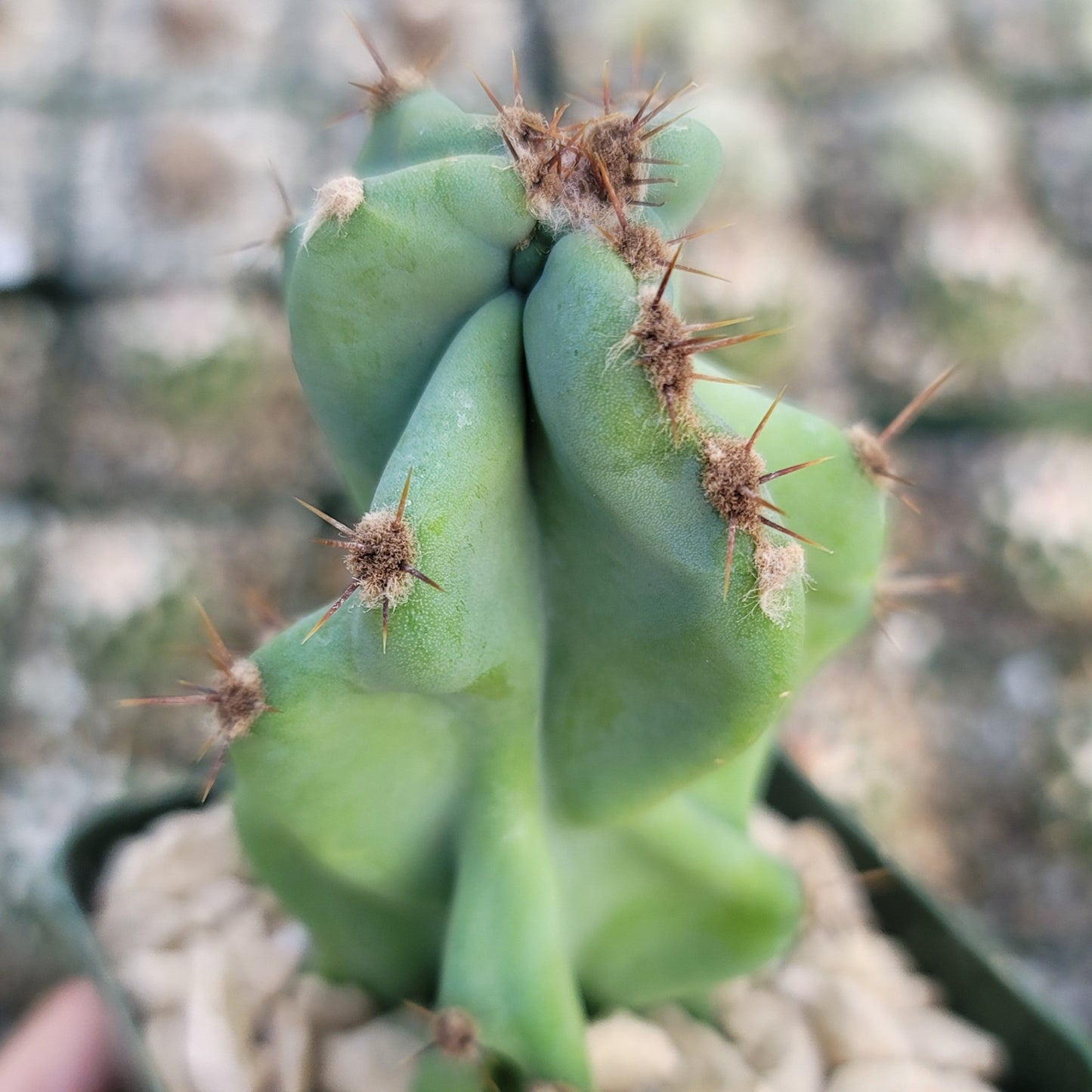 Monstrose Apple Cactus 'Cereus peruvianus monstrose'