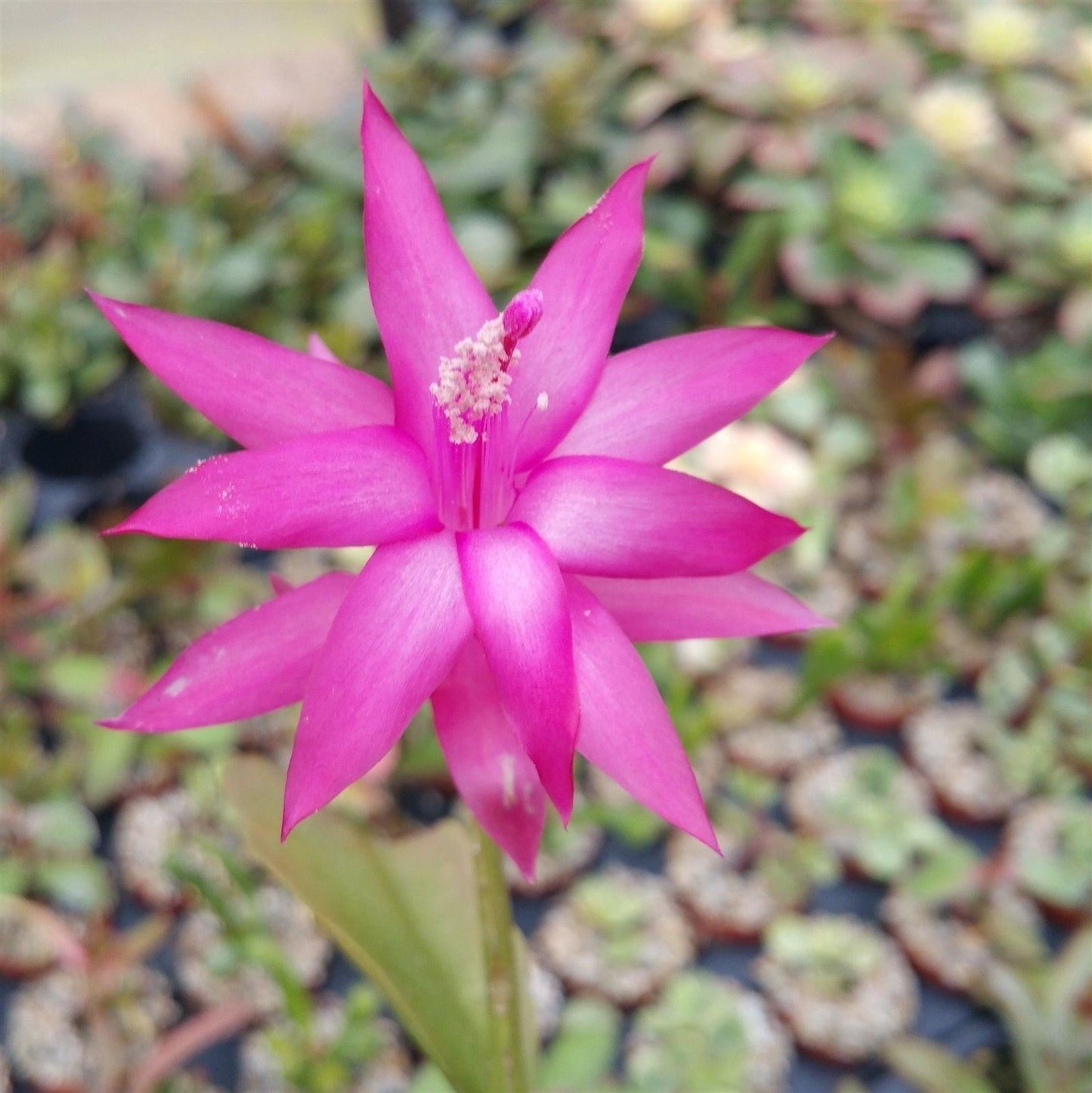 Christmas Cactus 'Schlumbergera bridgesii'