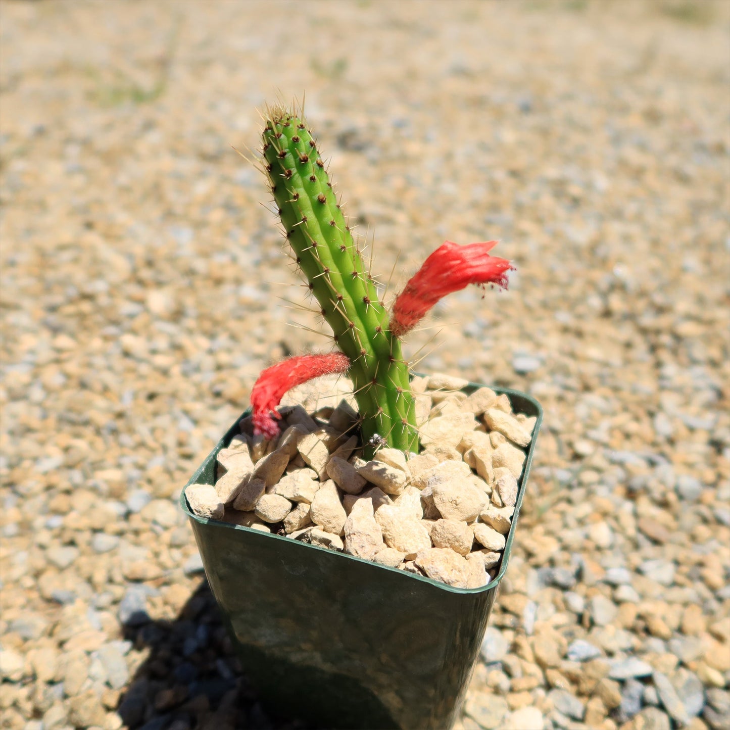 Cleistocactus Samaipatanus