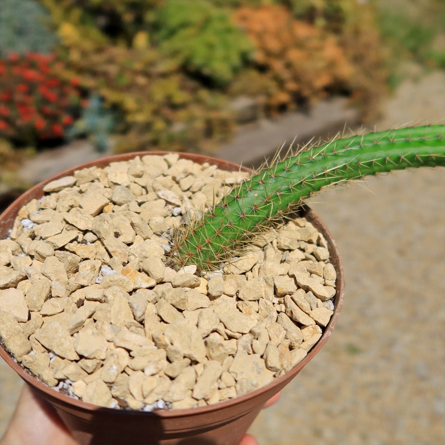 Cleistocactus Samaipatanus
