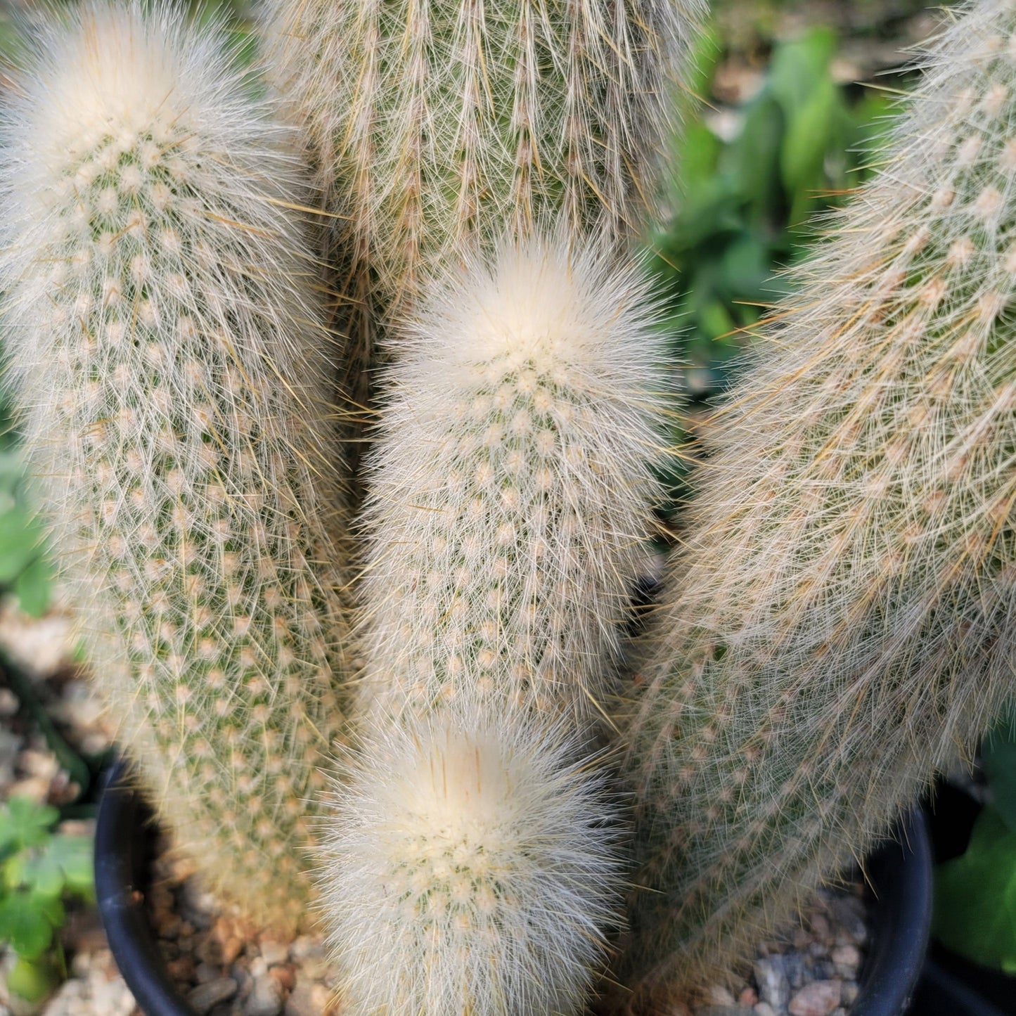 Silver Torch Cluster 'Cleistocactus strausii'