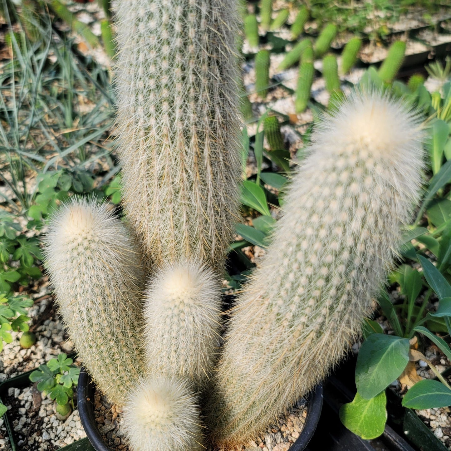 Silver Torch Cluster 'Cleistocactus strausii'