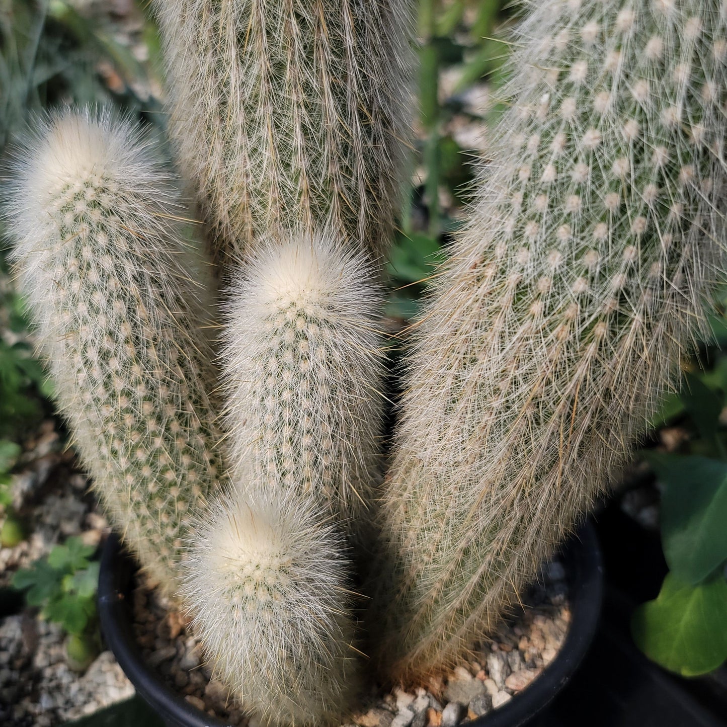 Silver Torch Cluster 'Cleistocactus strausii'