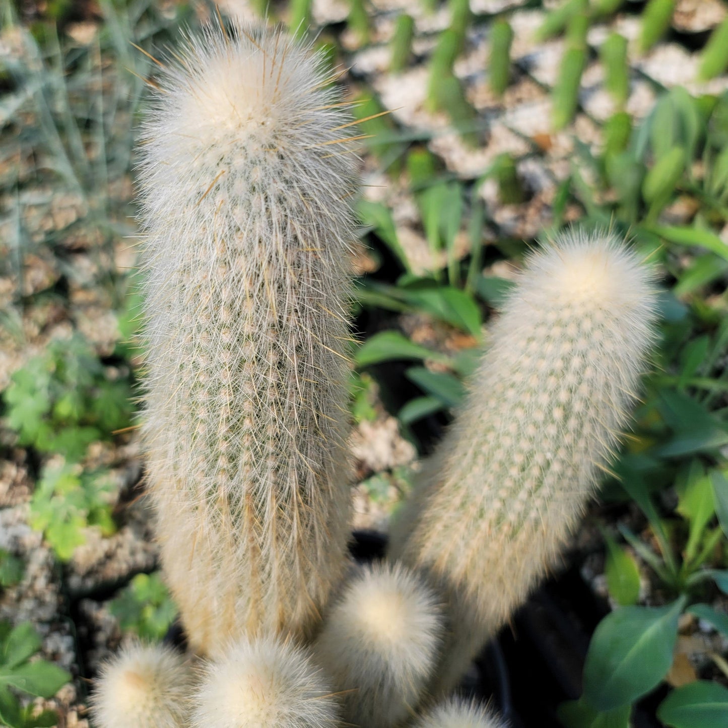 Silver Torch Cluster 'Cleistocactus strausii'