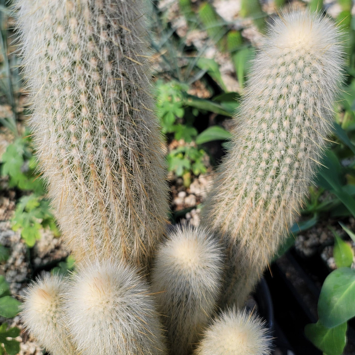 Silver Torch Cluster 'Cleistocactus strausii'