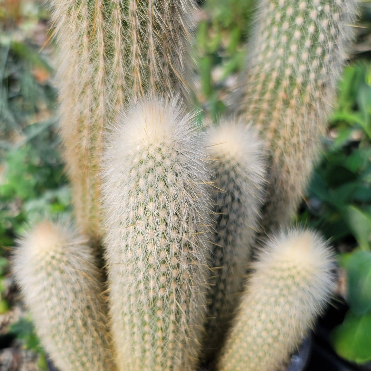 Silver Torch Cluster 'Cleistocactus strausii'