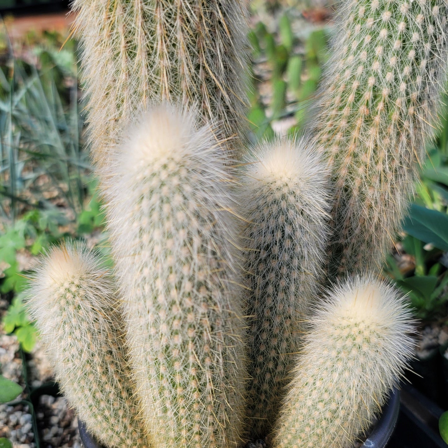 Silver Torch Cluster 'Cleistocactus strausii'