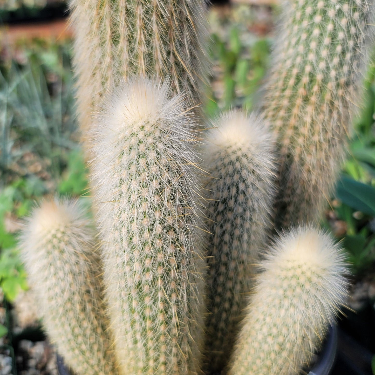 Silver Torch Cluster 'Cleistocactus strausii'