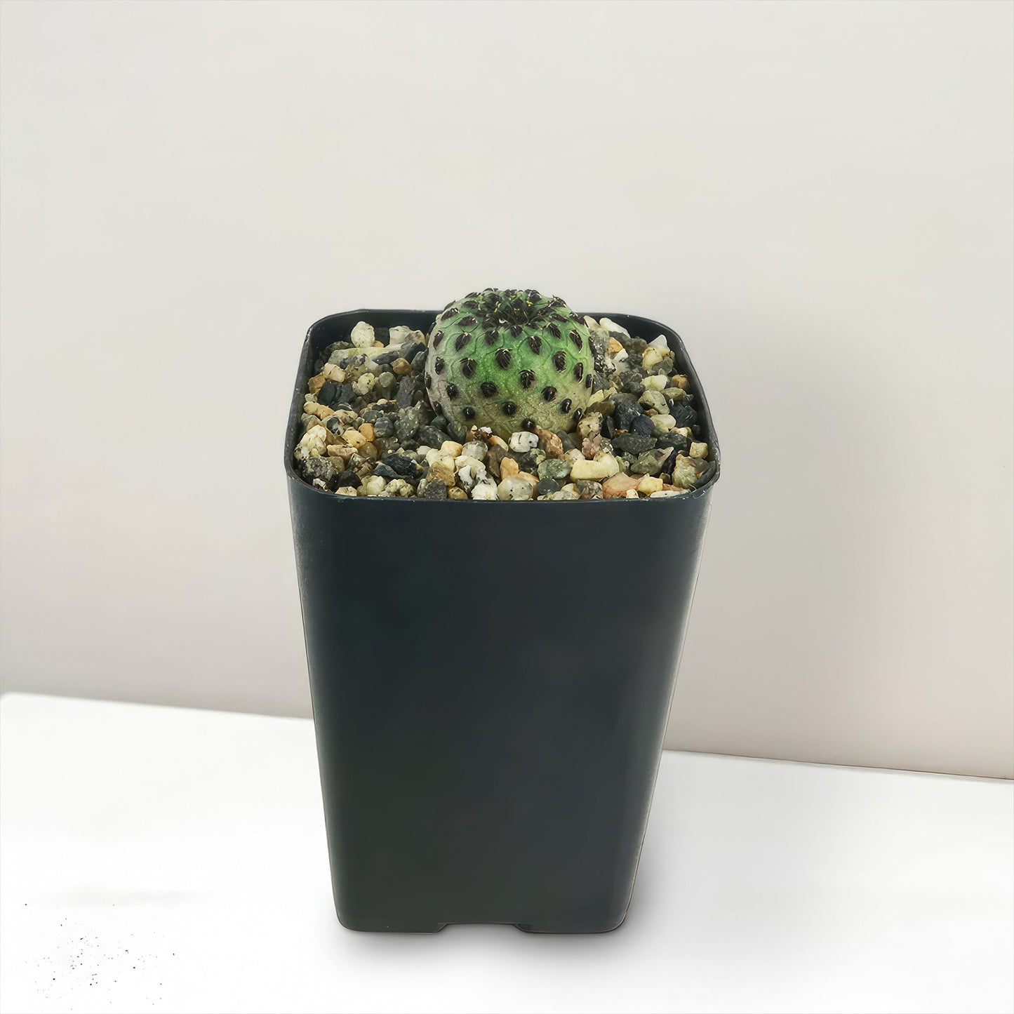 Sulcorebutia rauschii Canigueralii f. Violacidermis