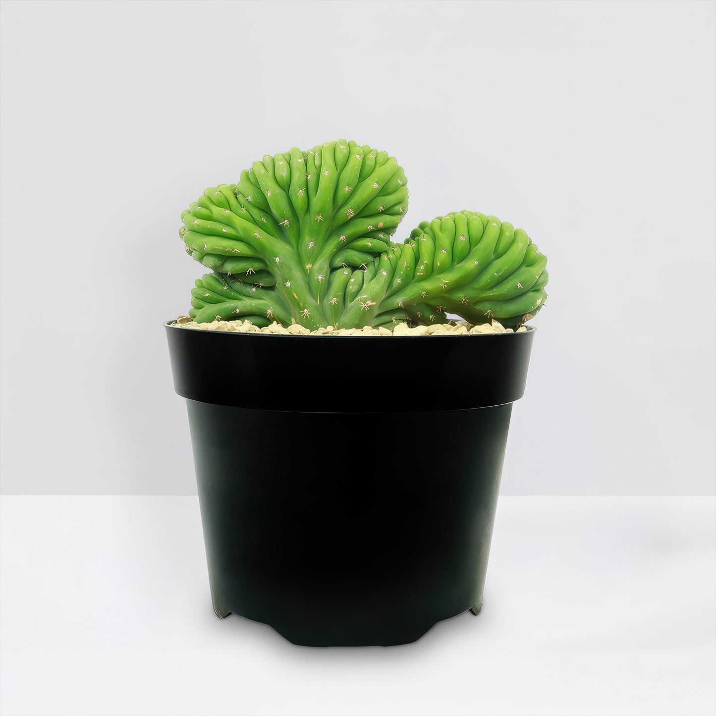 Crested San Pedro Cactus 'Echinopsis pachanoi cristata'