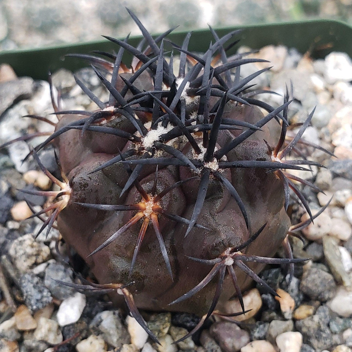 Copiapoa Dura