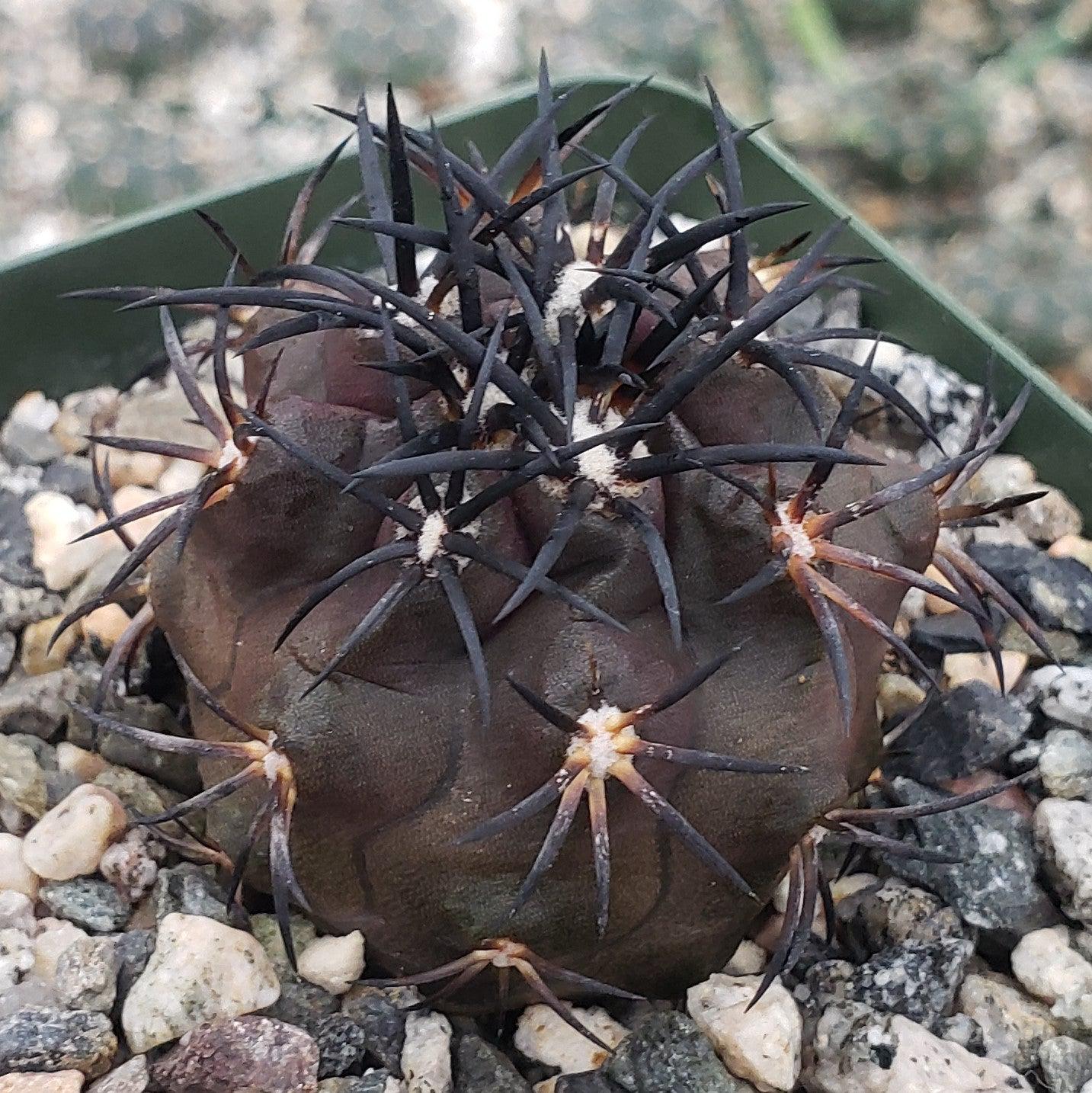 Copiapoa Dura