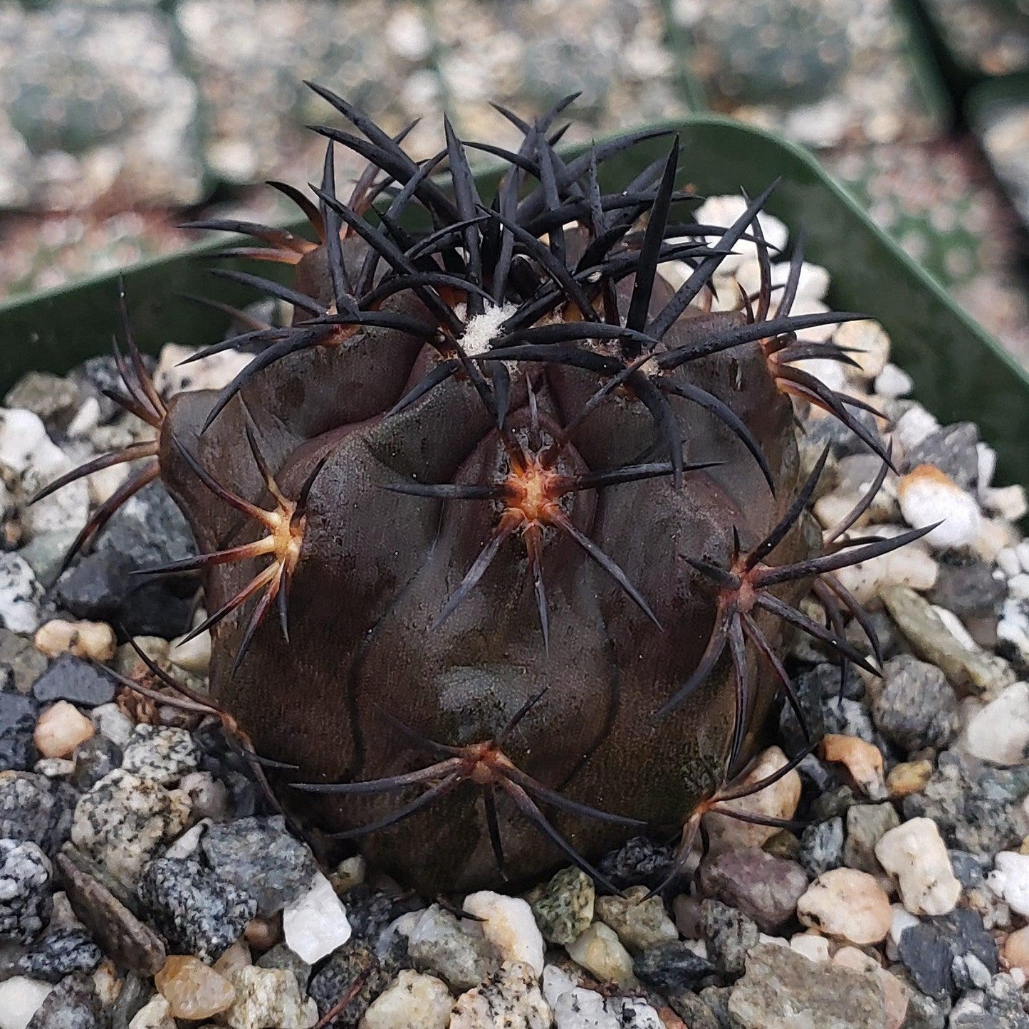 Copiapoa Dura