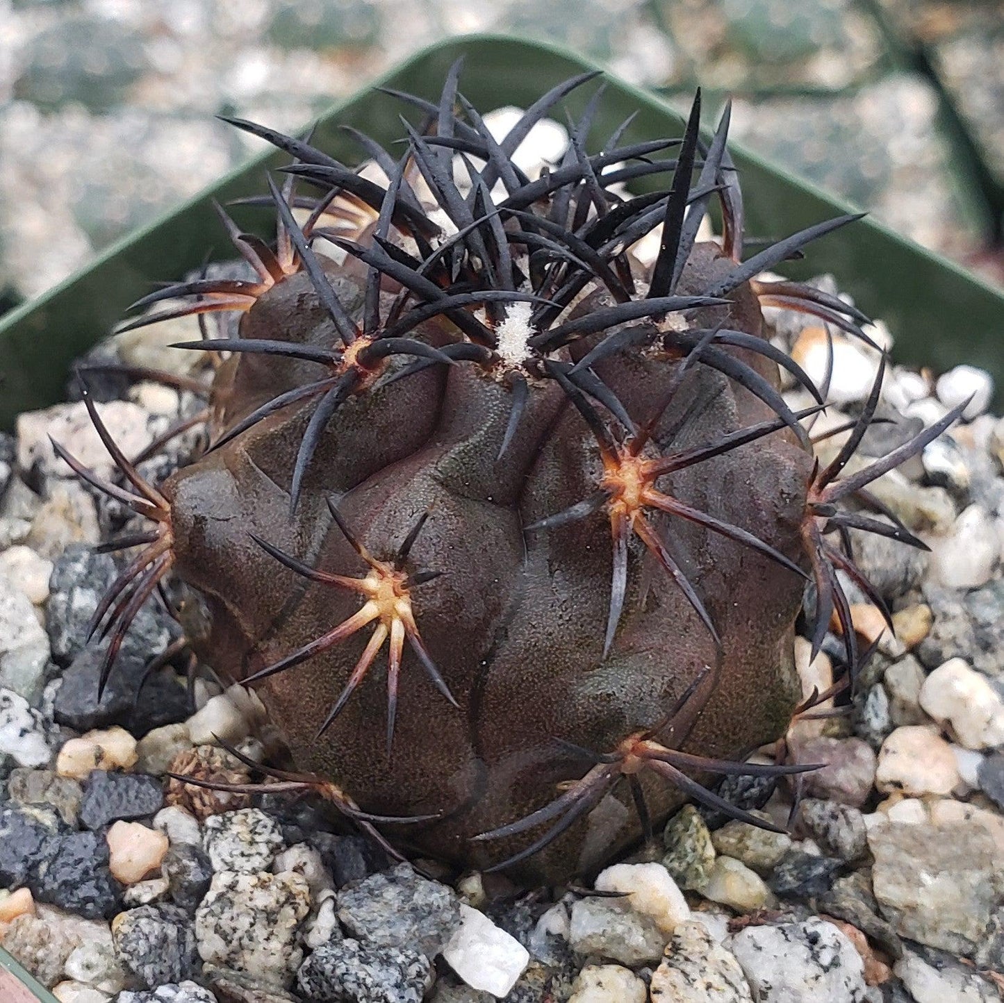 Copiapoa Dura