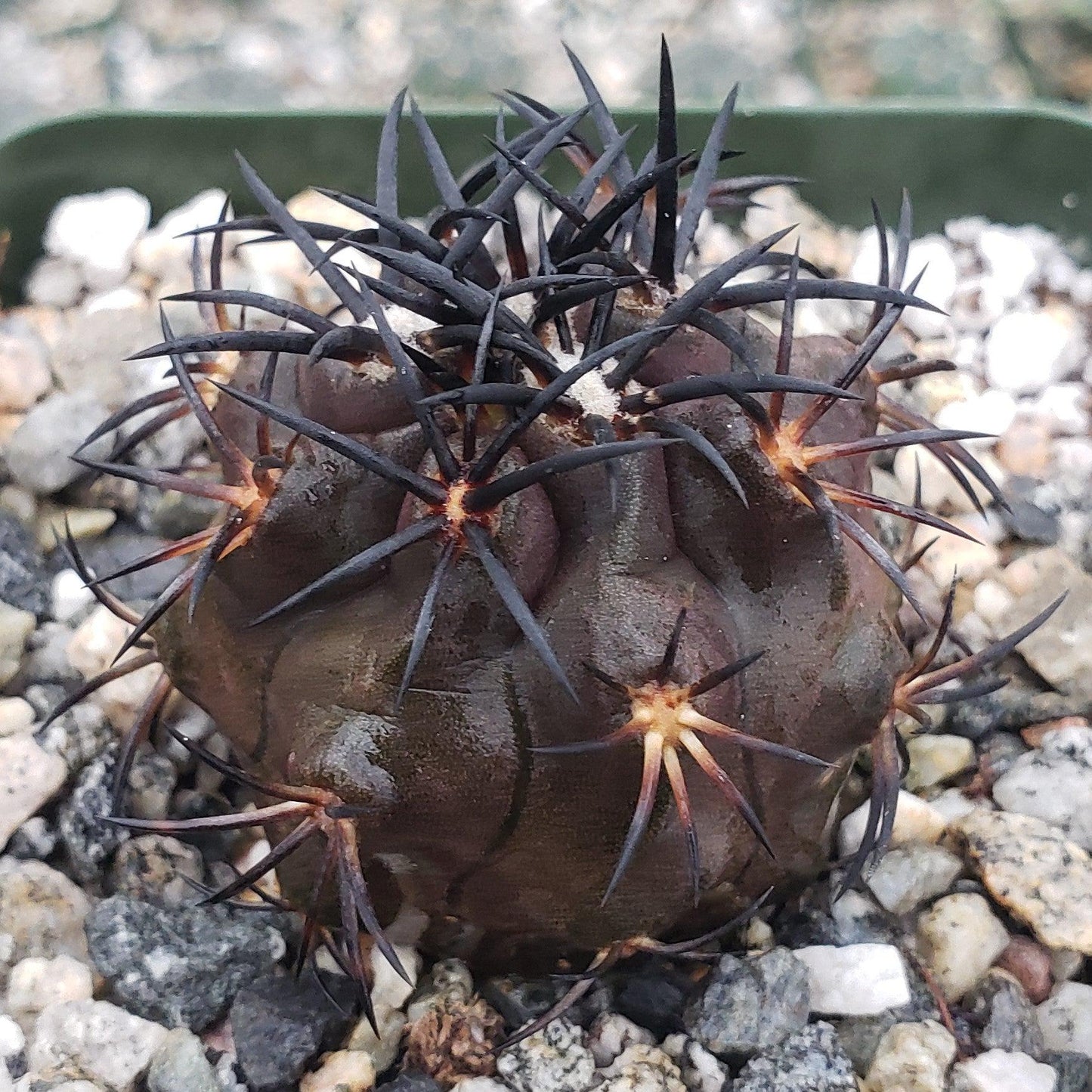 Copiapoa Dura