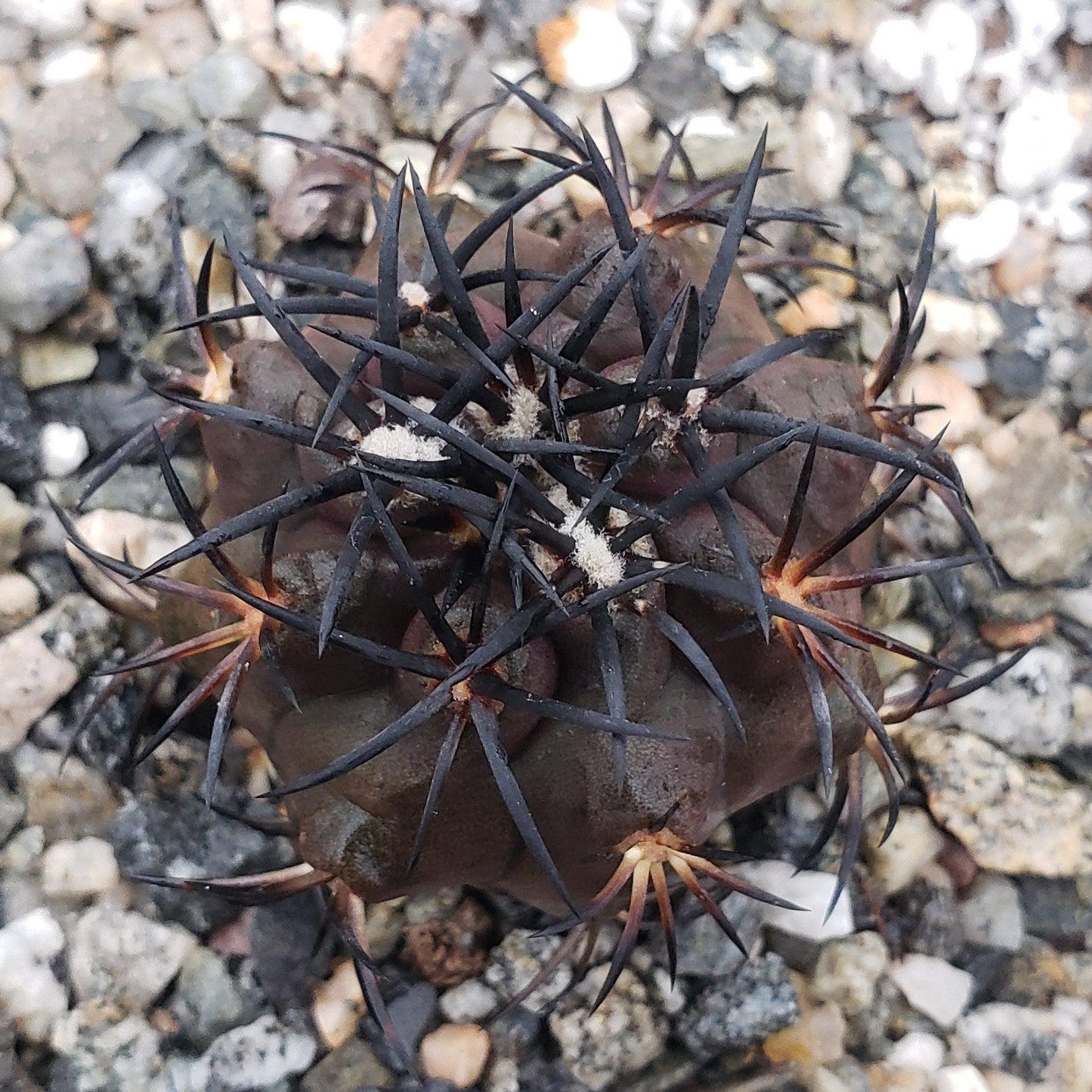 Copiapoa Dura
