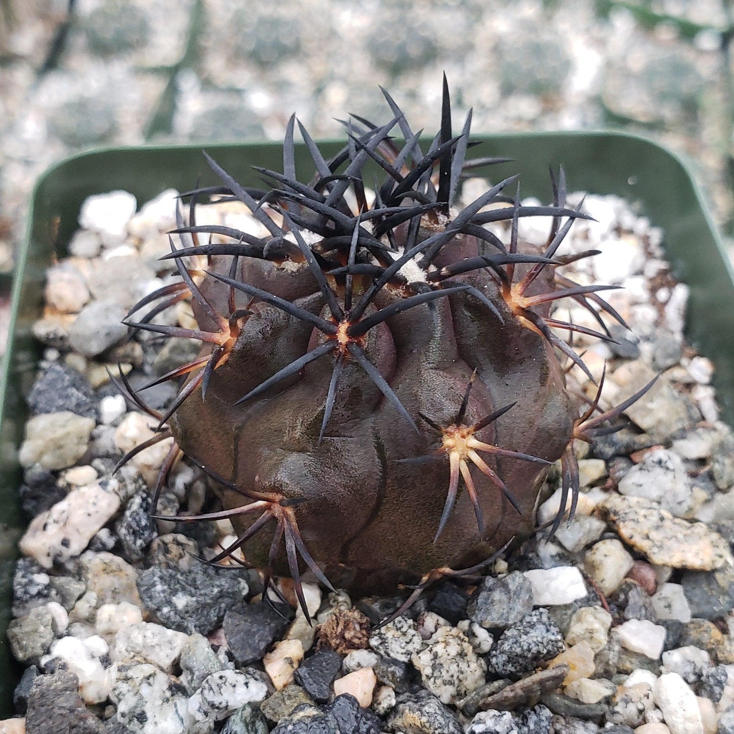 Copiapoa Dura