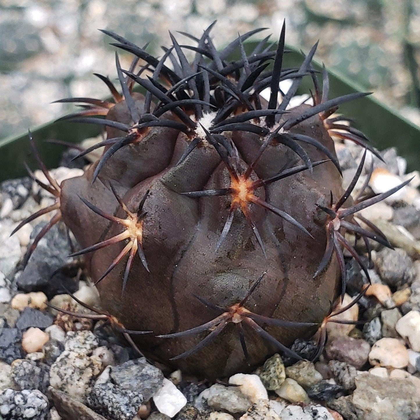 Copiapoa Dura