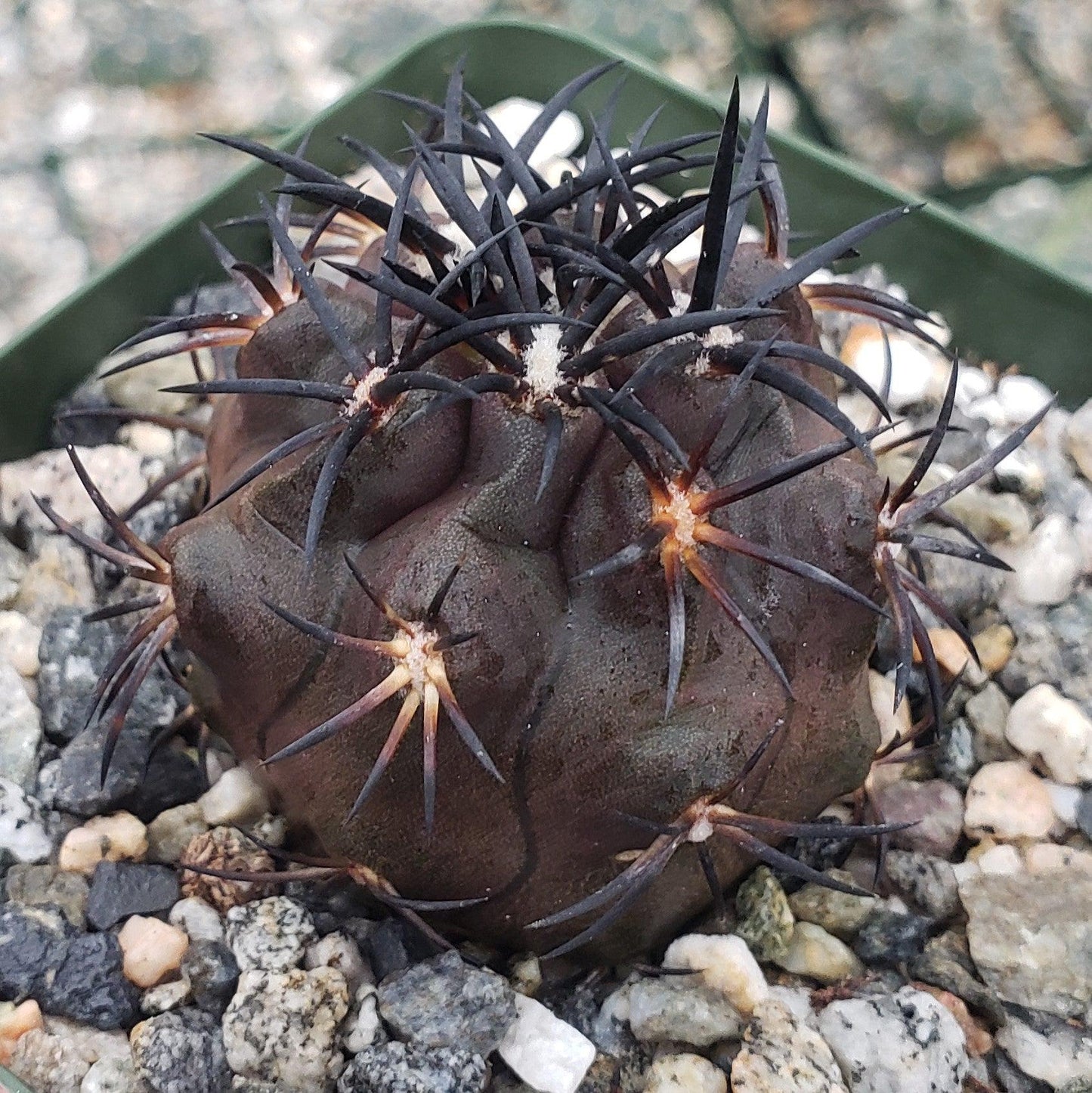 Copiapoa Dura