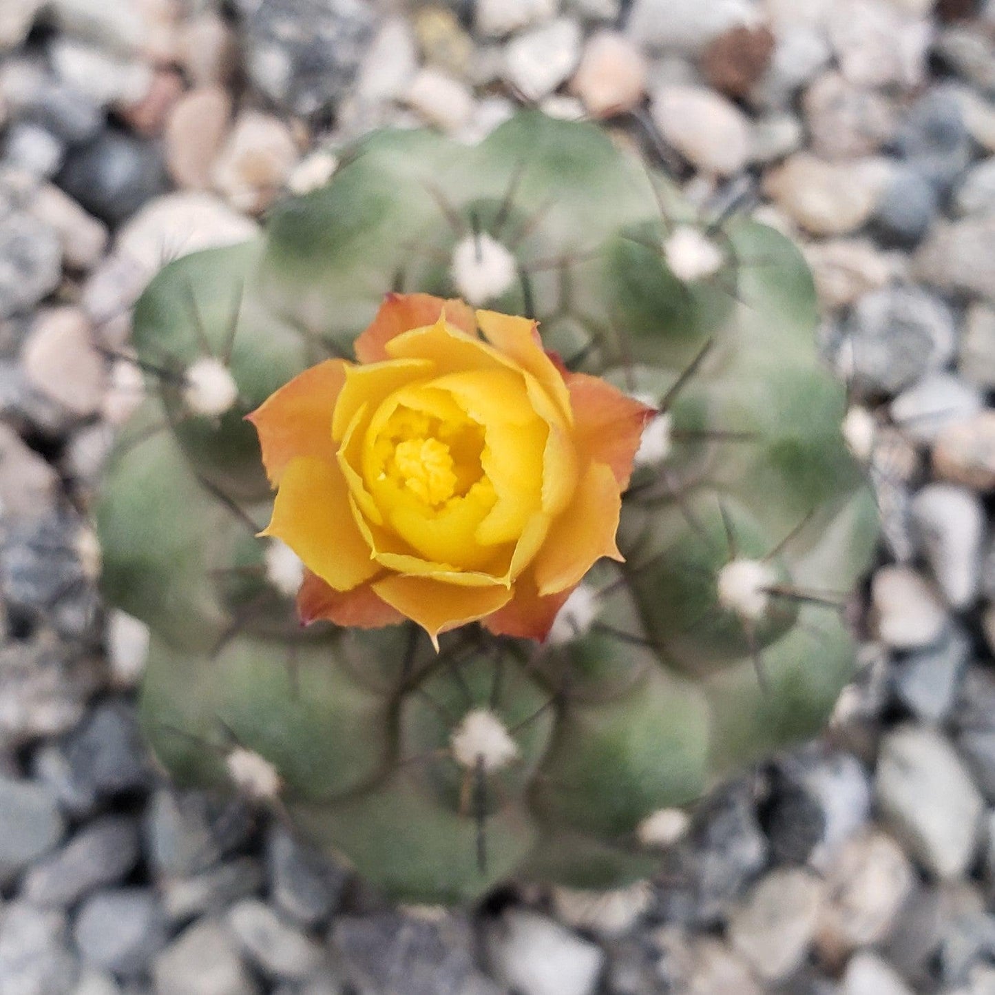 Copiapoa Humilis