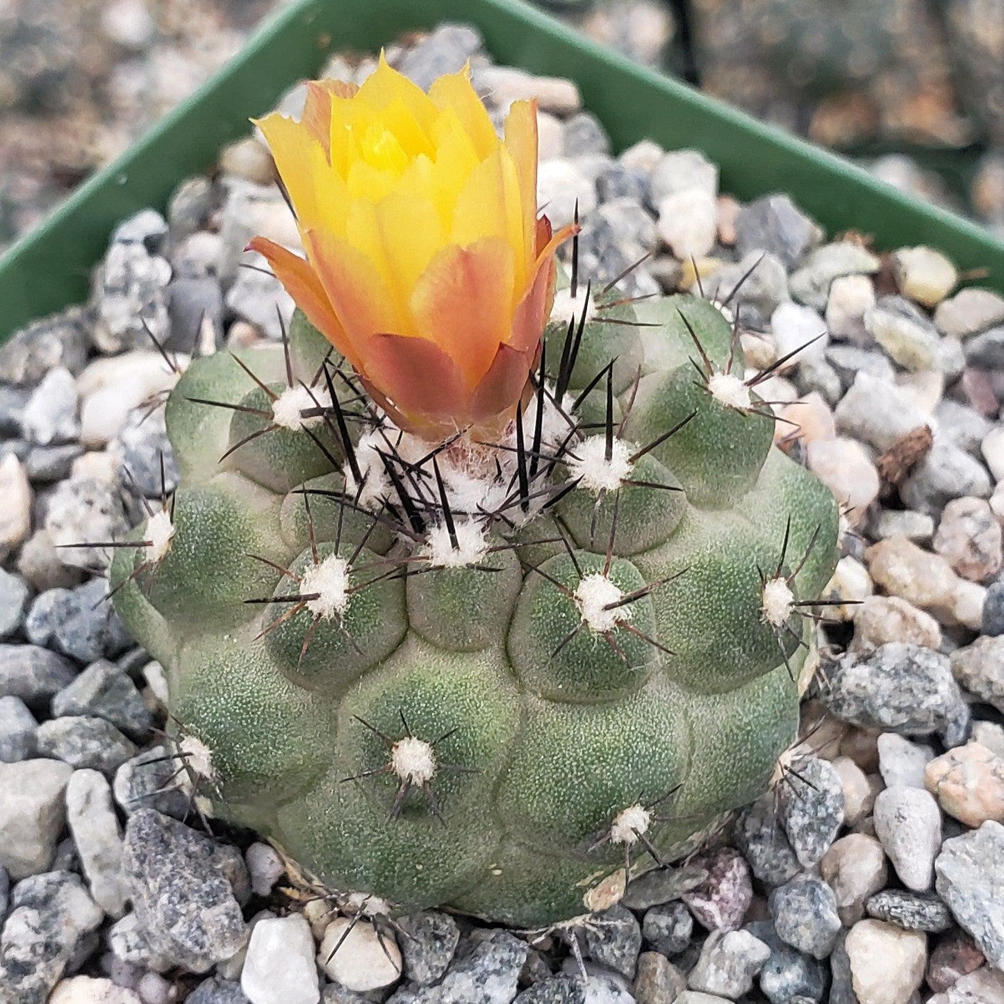 Copiapoa Humilis